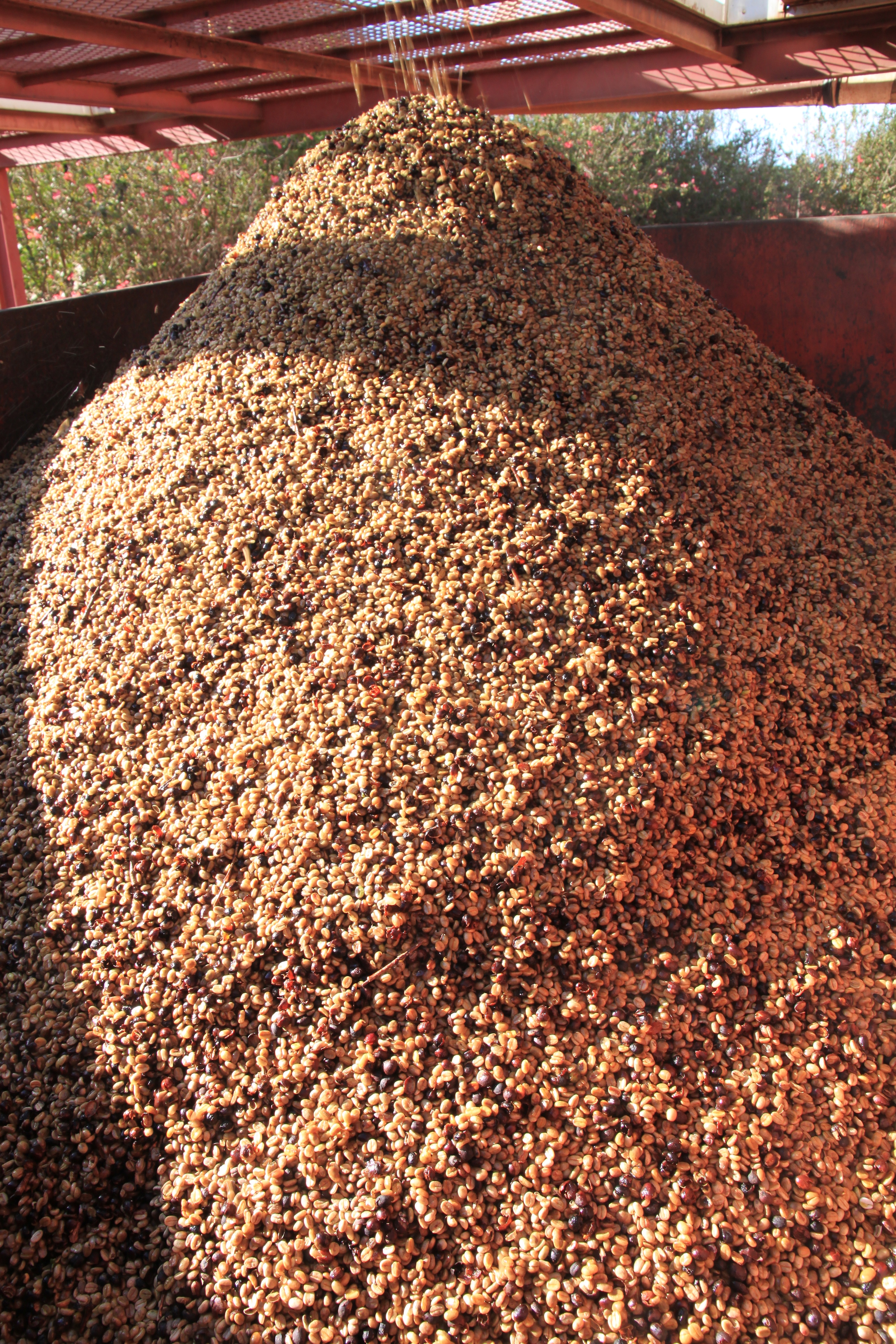 Cherries are pulped before drying