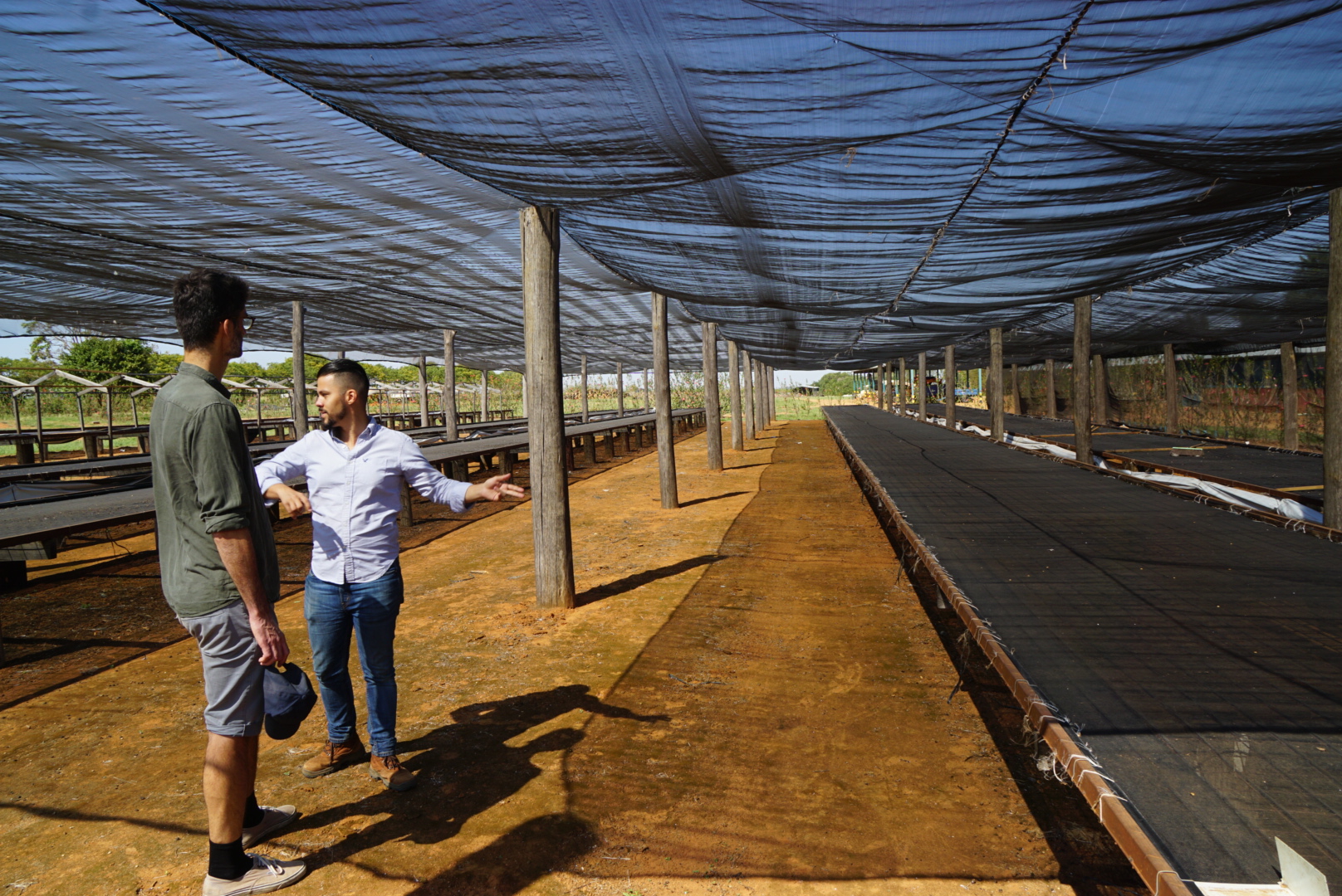 Raised beds at Daterra