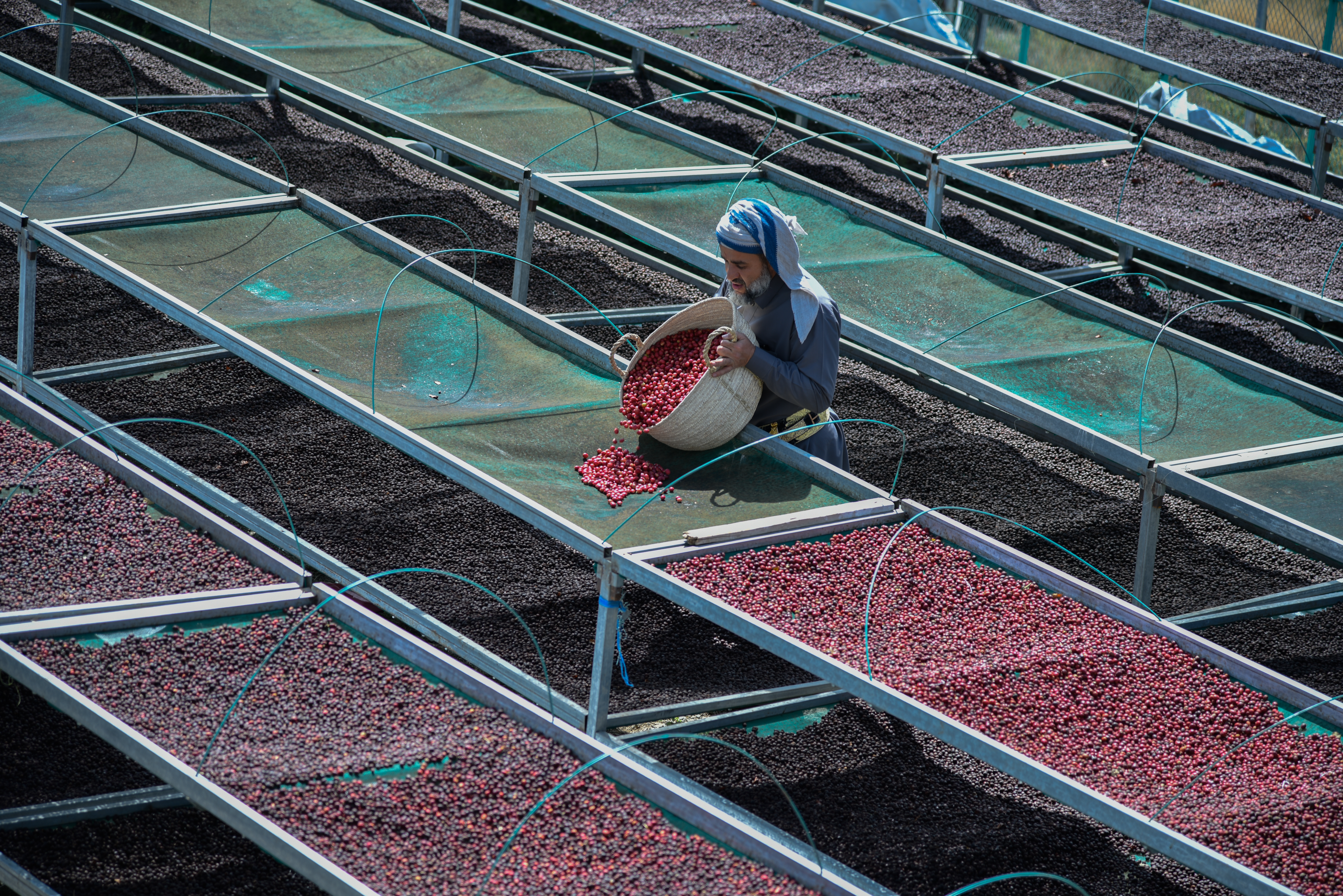 Naturally processed coffee beans