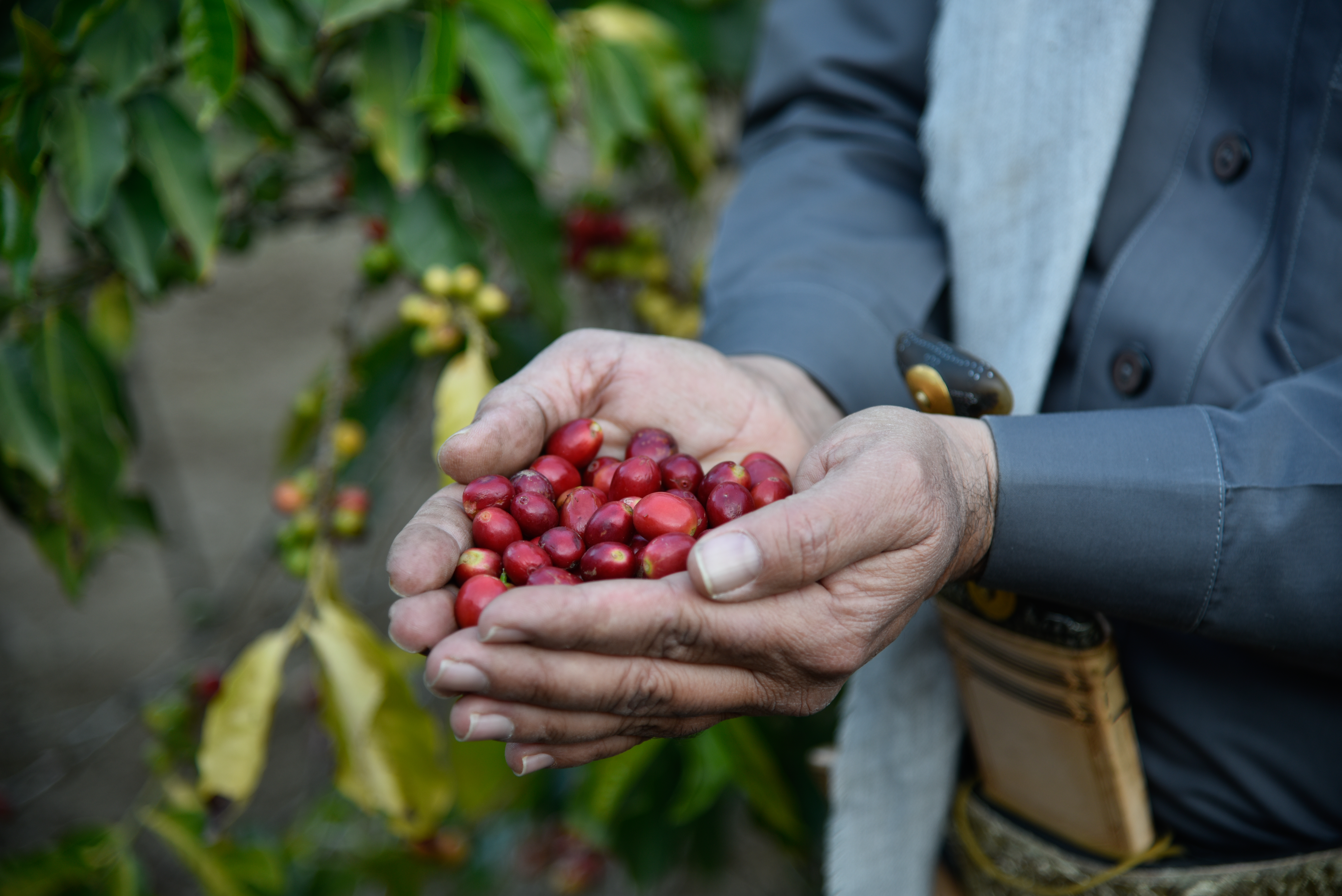 Coffee beans freshly harvested by the local farmers