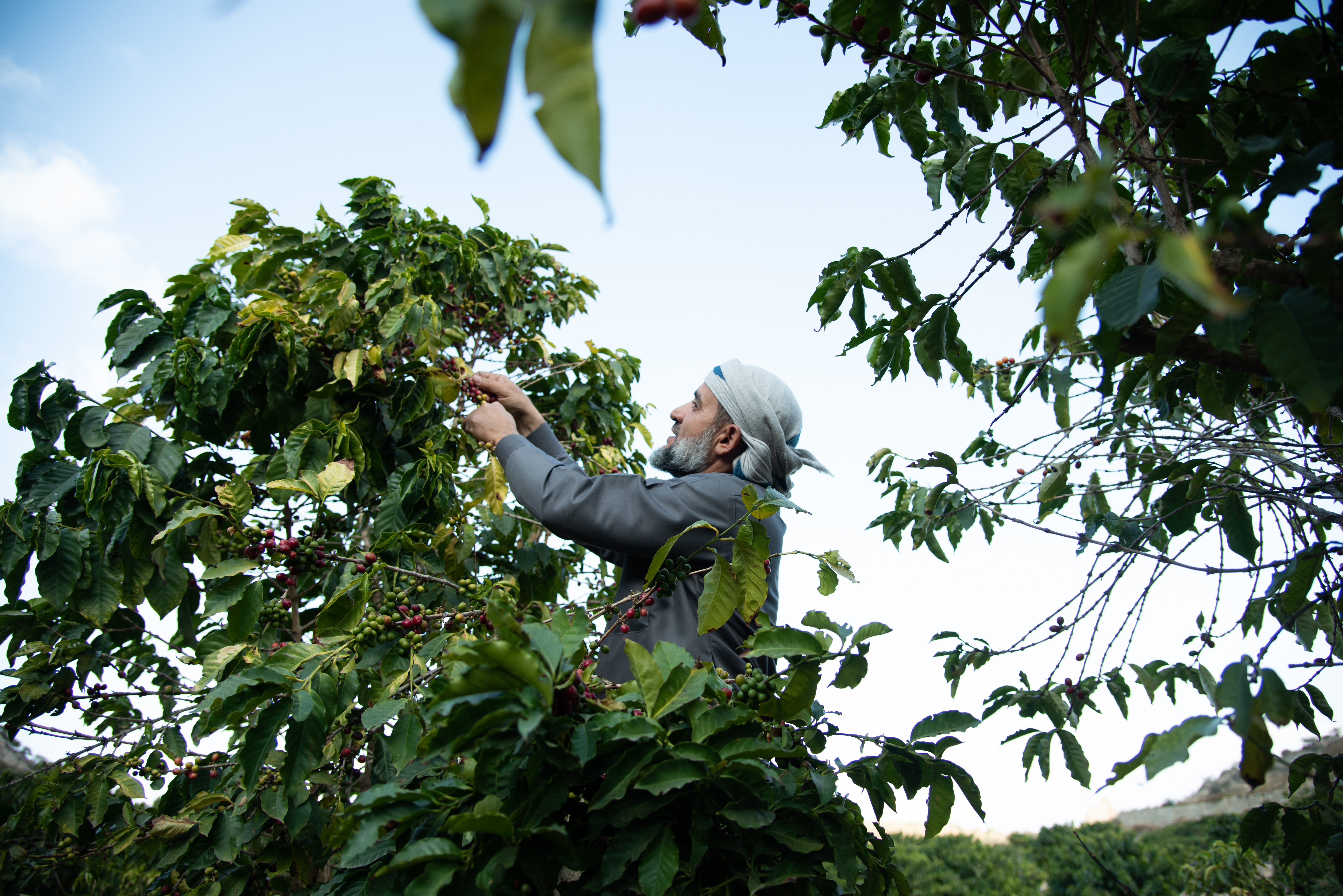 Farmer handpicking the coffee berries