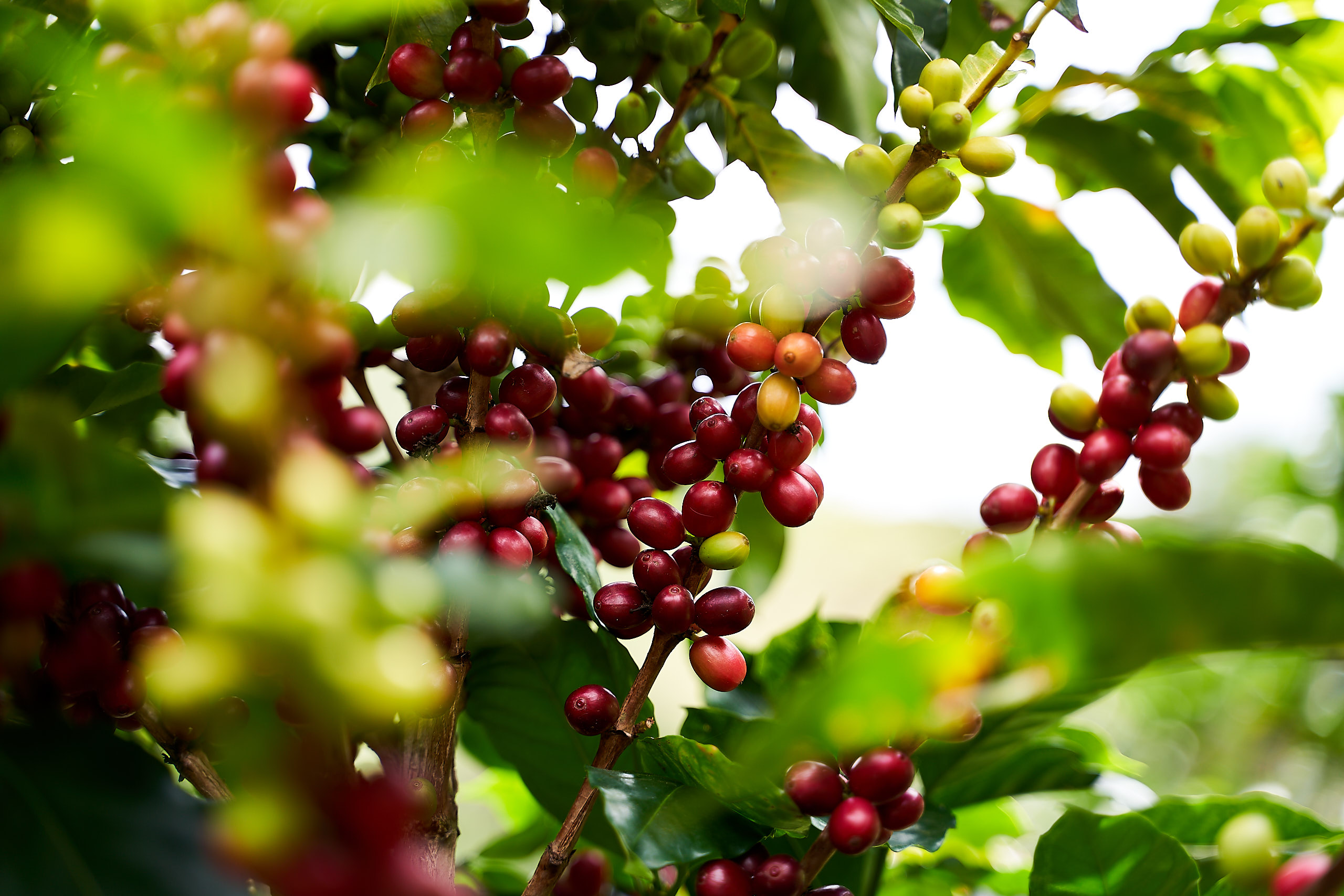 Sustainability in coffee told by ClimateStory
