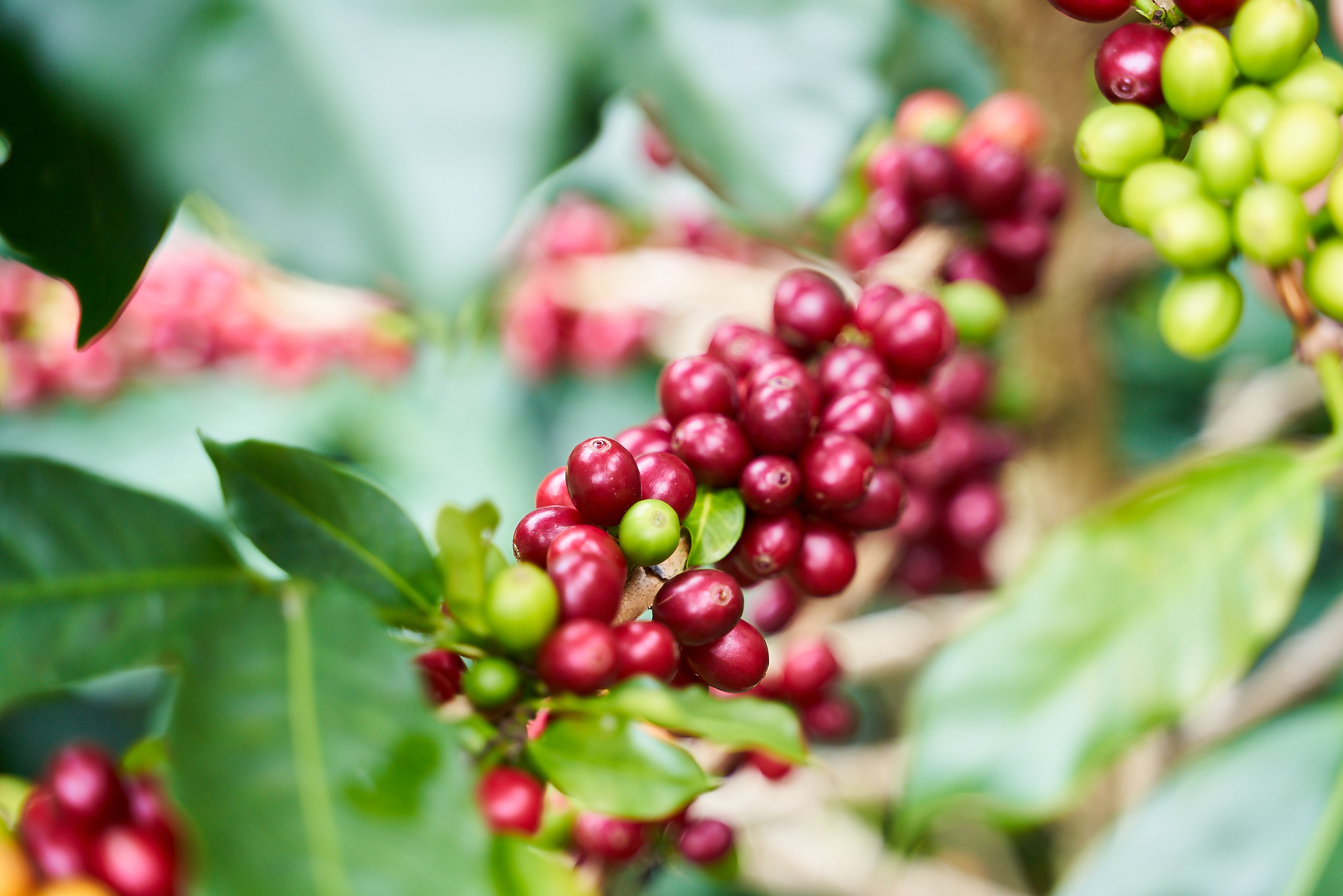 Ripe cherries at the farm