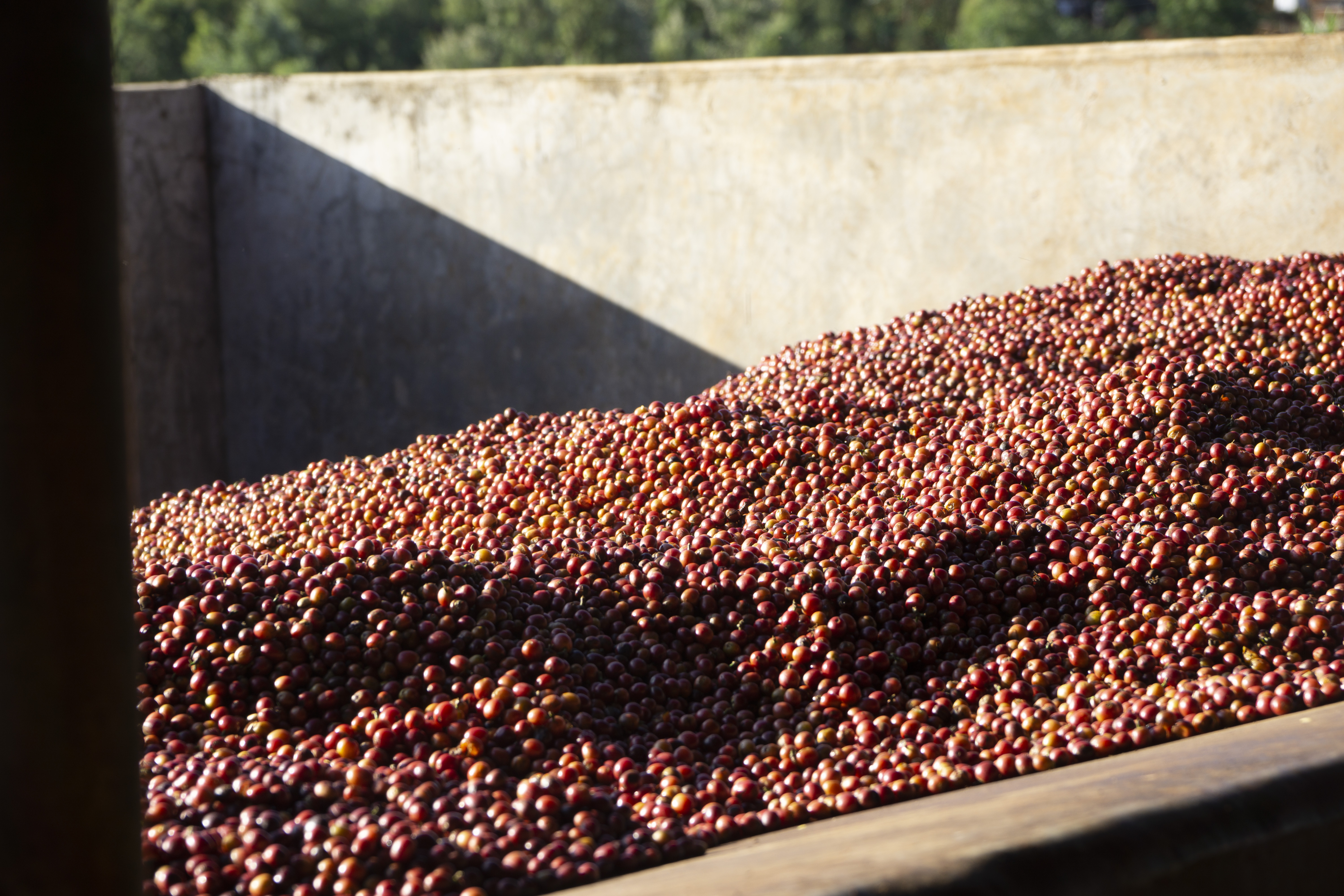 Cherries at the sorting station, Kieni