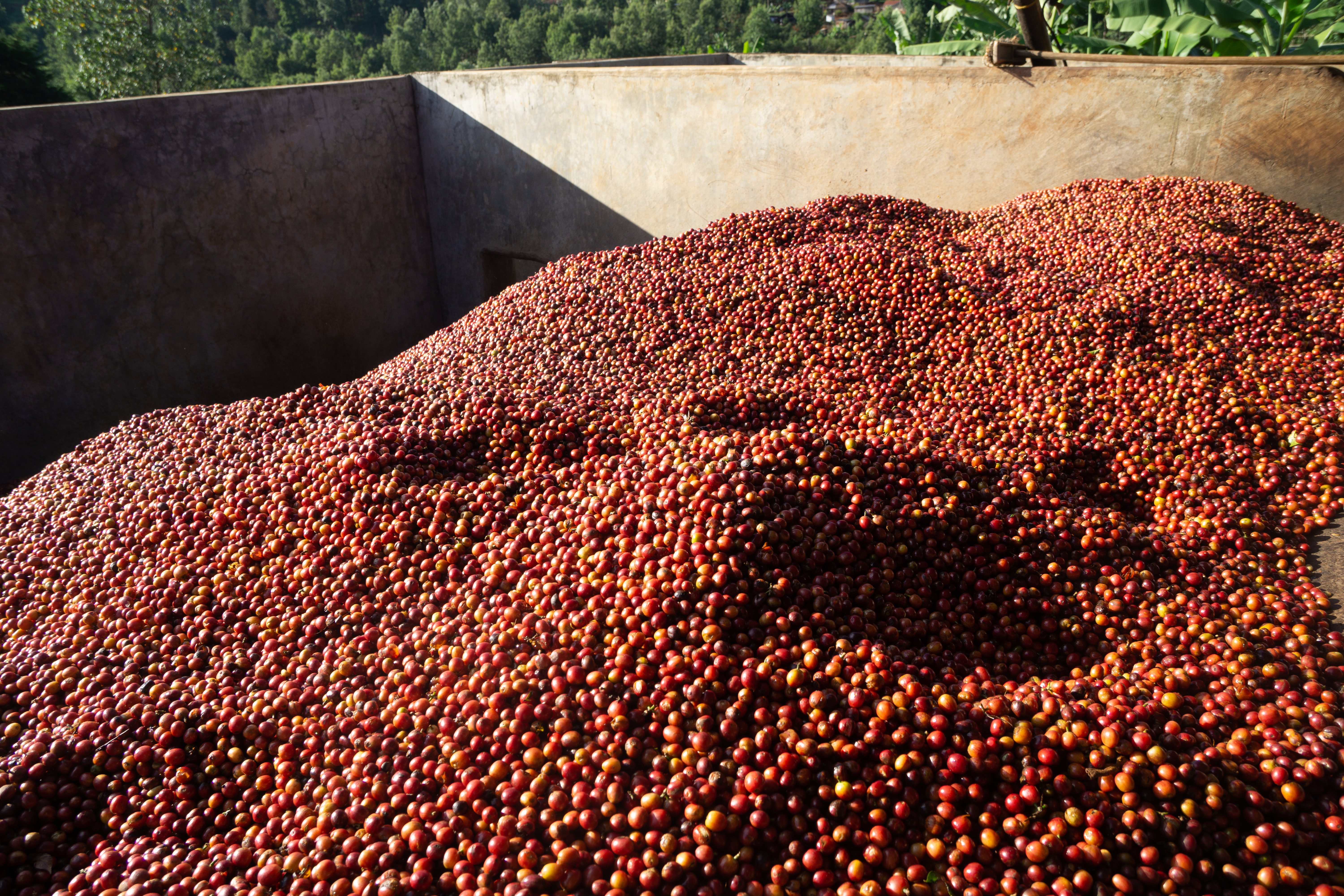 Sorted cherries at the Kieni factory before processing