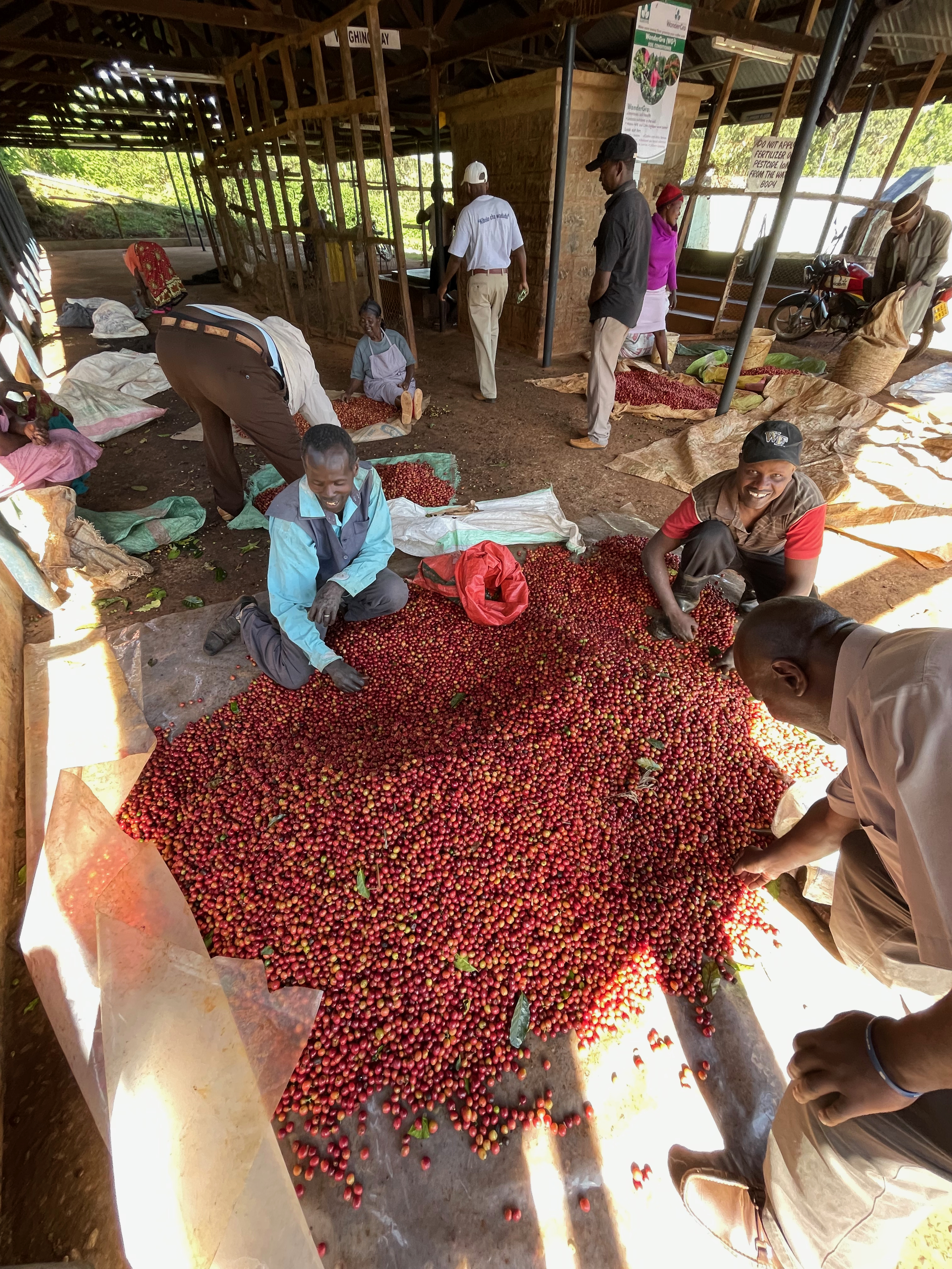 Sorting at the receiving station at Kiangoi