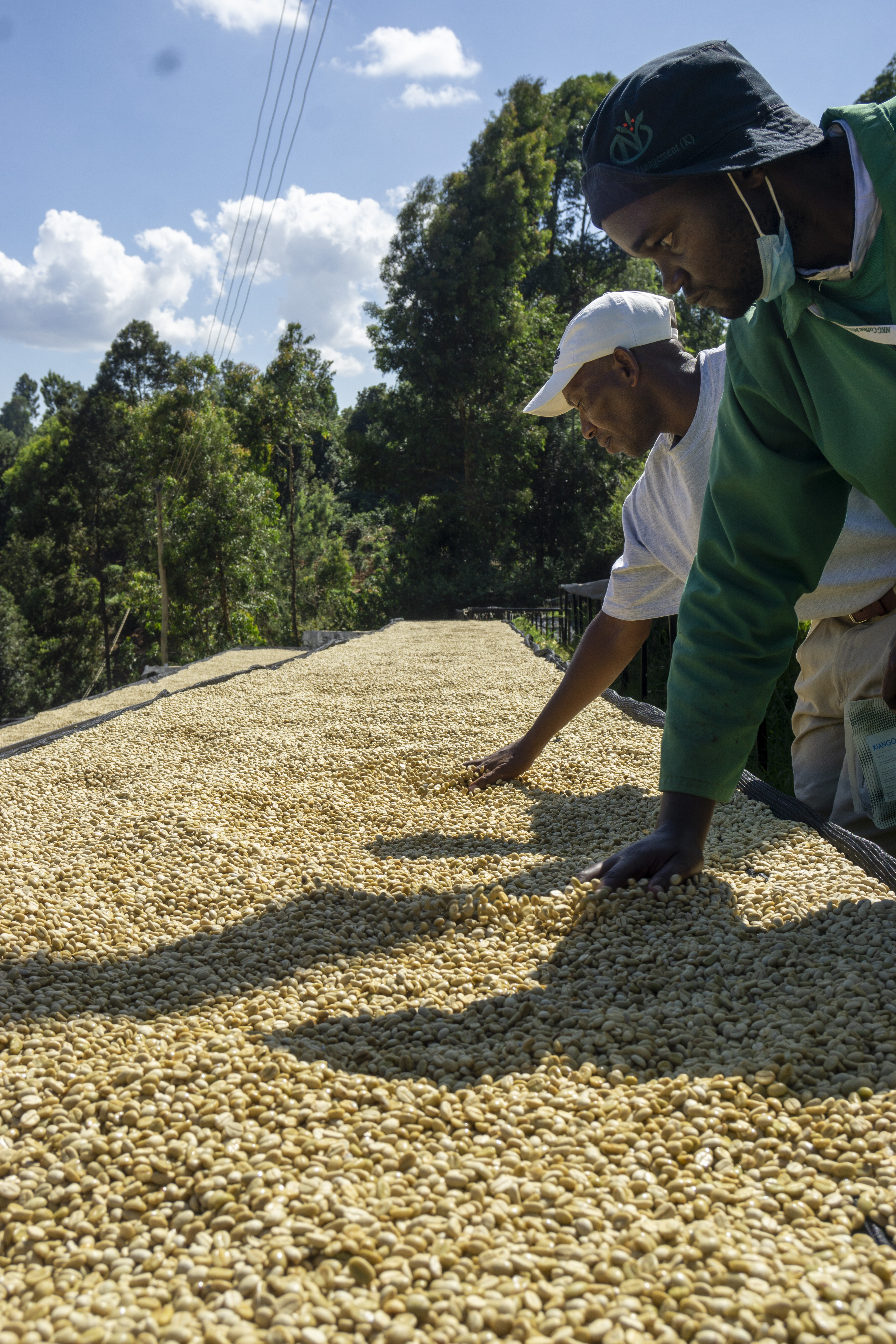 From the drying tables at Kiangoi