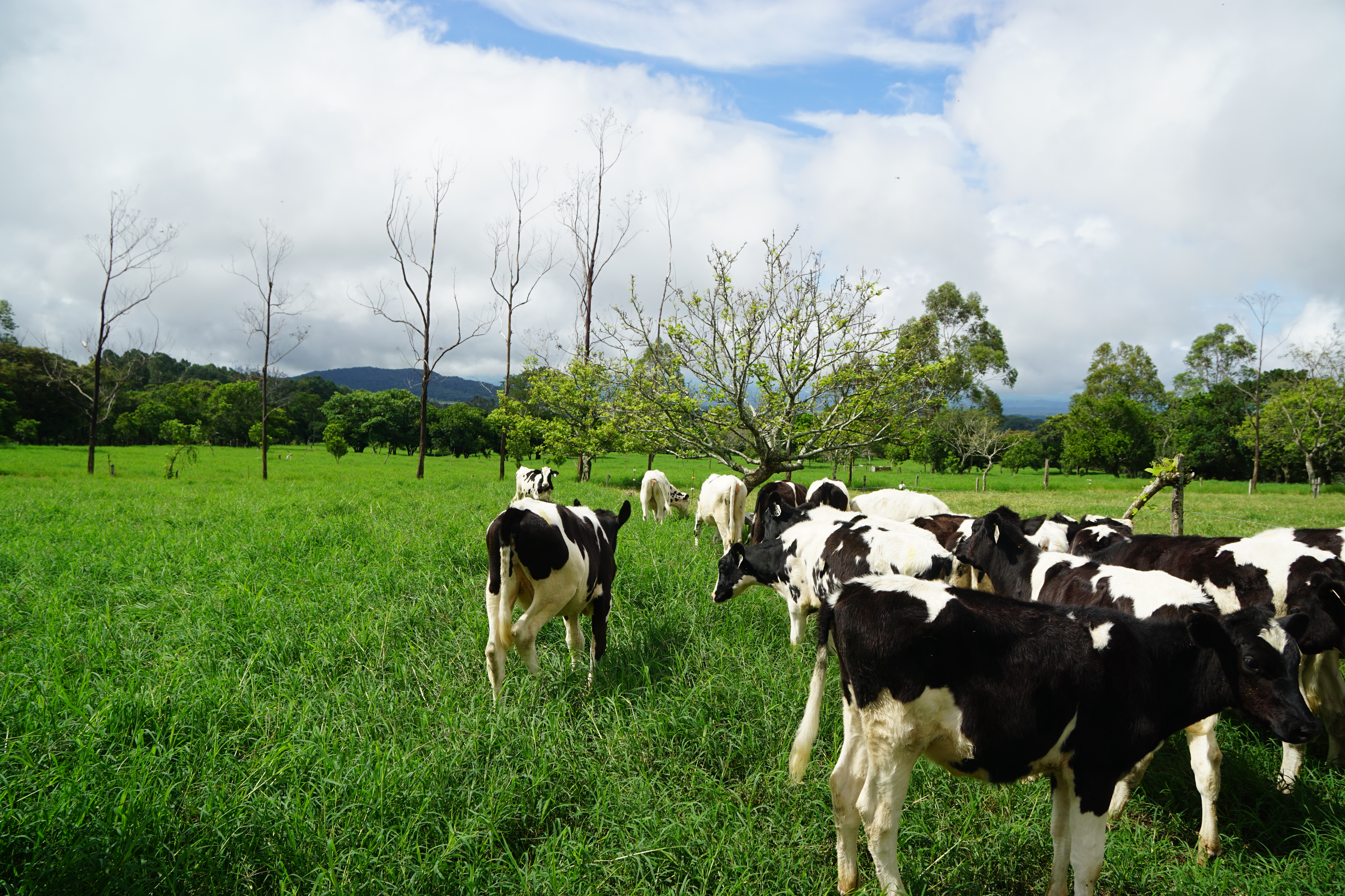 The Peterson family own more than 1,000 Jersey cattle  