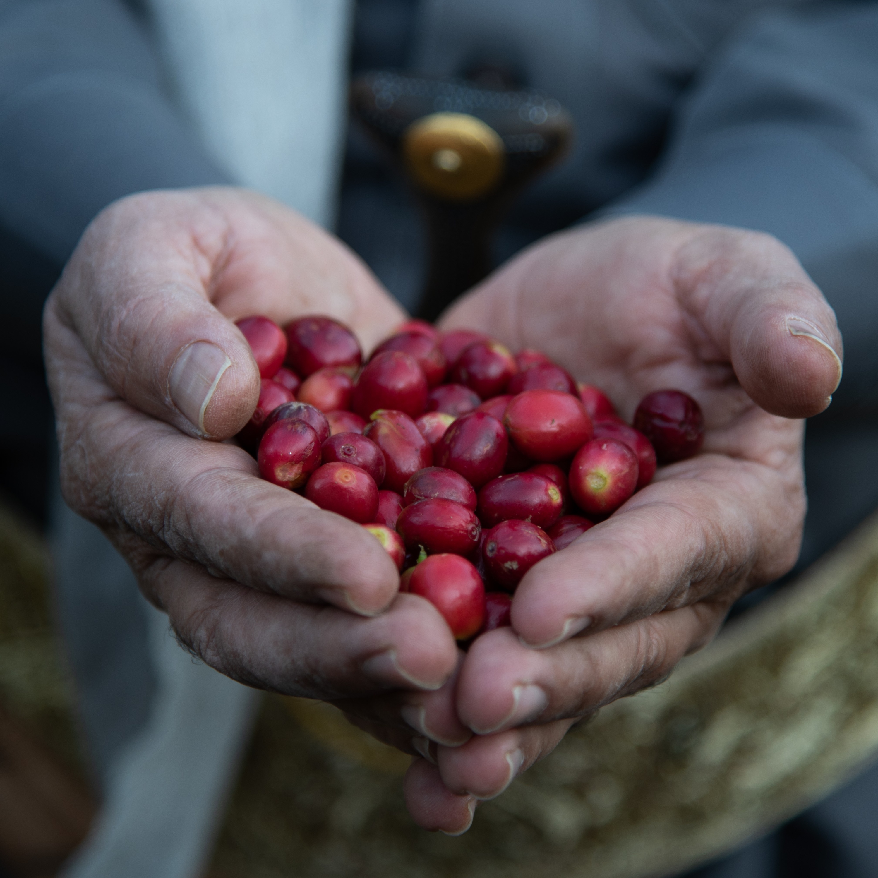 Beautiful red coffee cherries grown in the highlands of Yemen