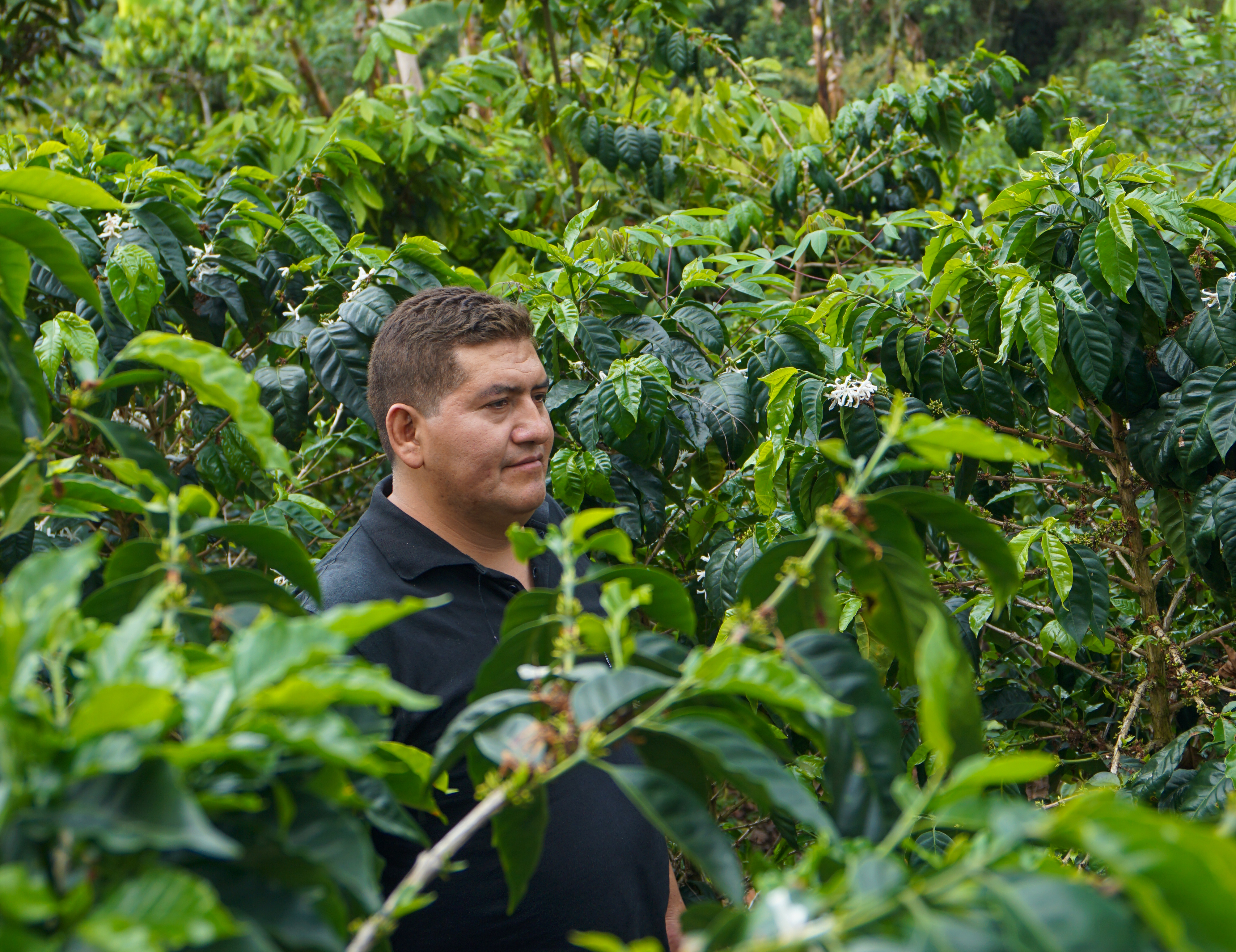 Juan Francisco at his luscious coffee farm