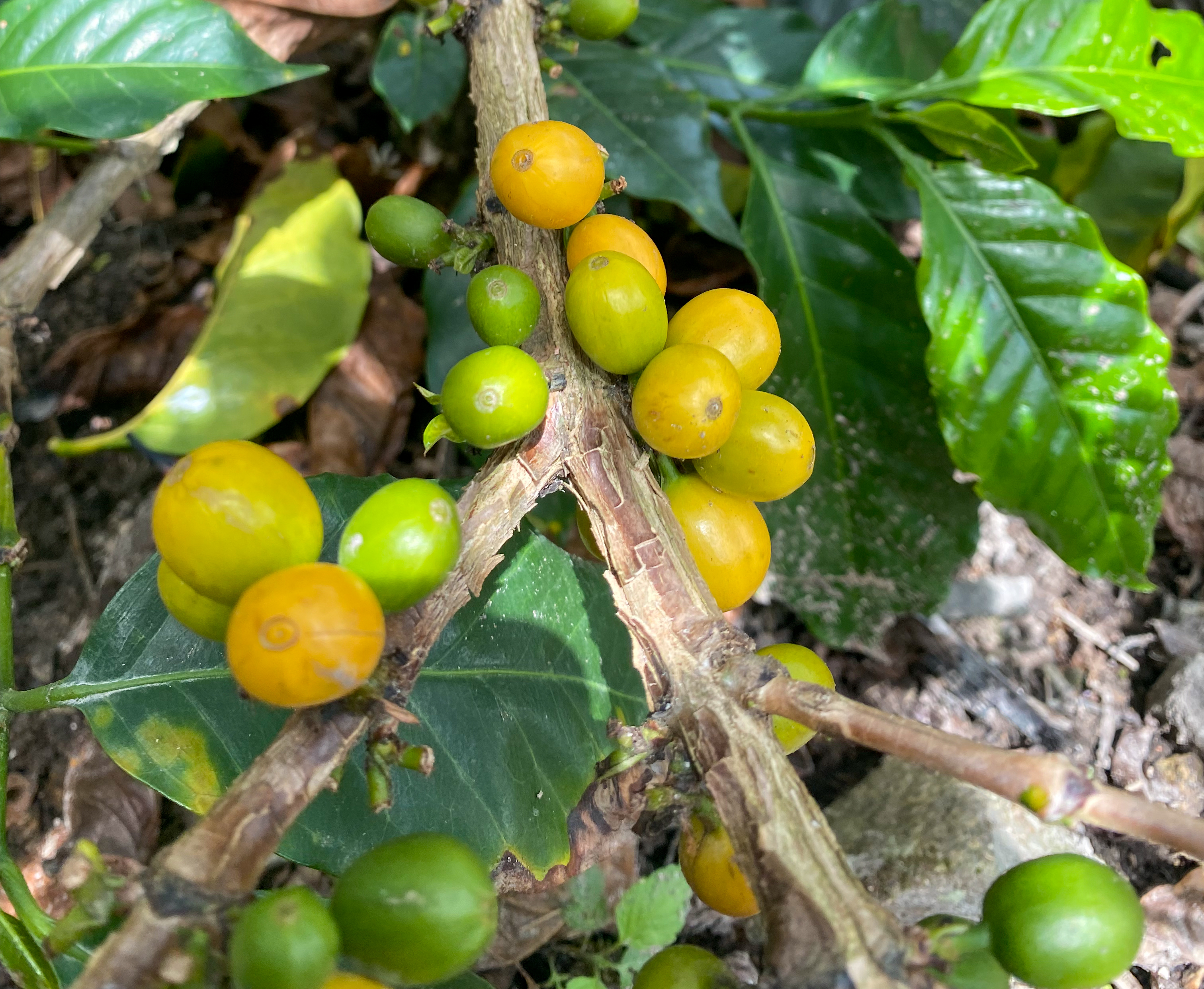 Yellow Pacamara