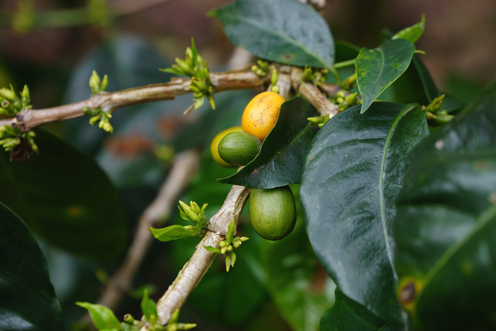 Coffee cherries at Cajamara, Peru