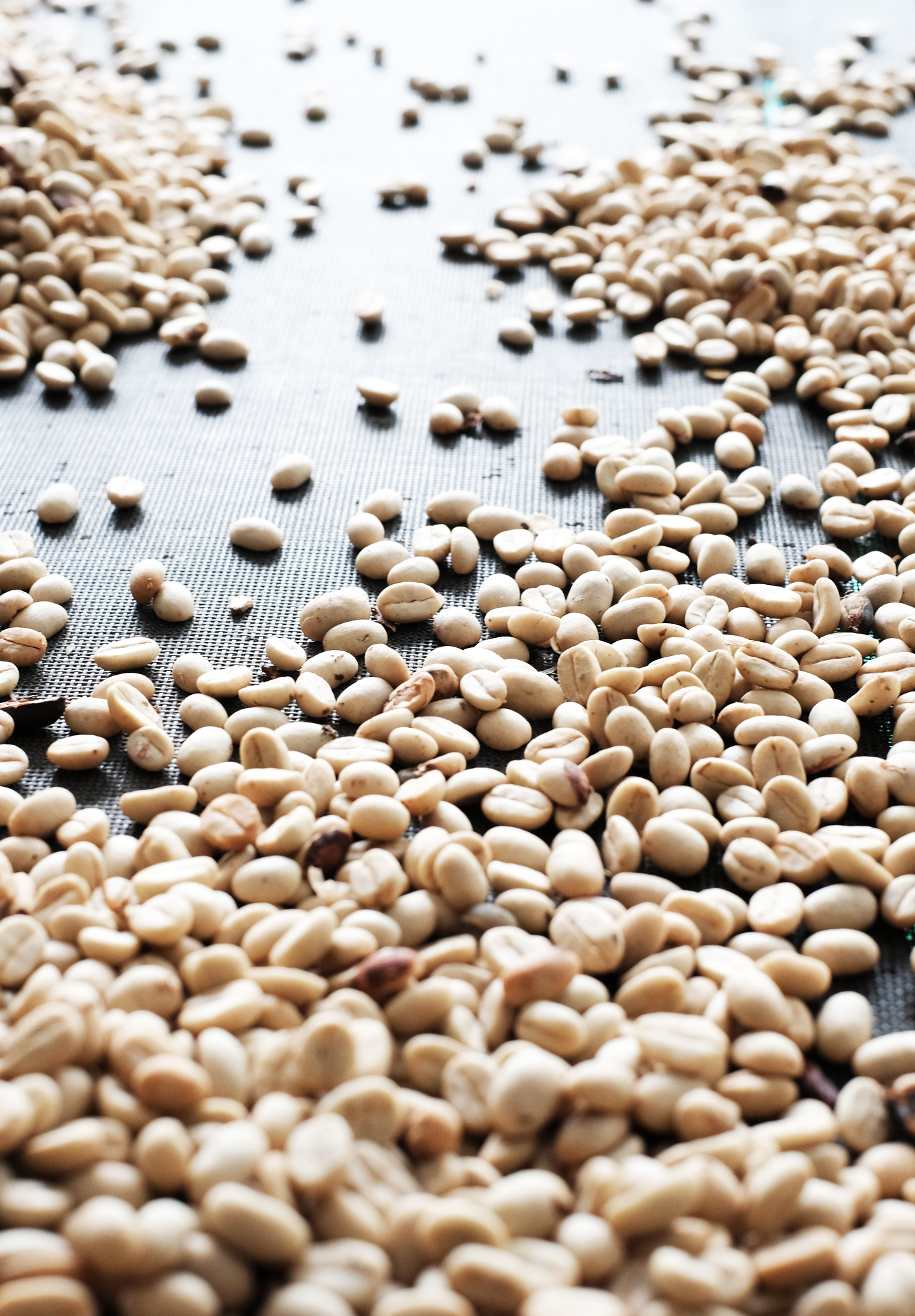 Dried beans at Enciso farm in Colombia