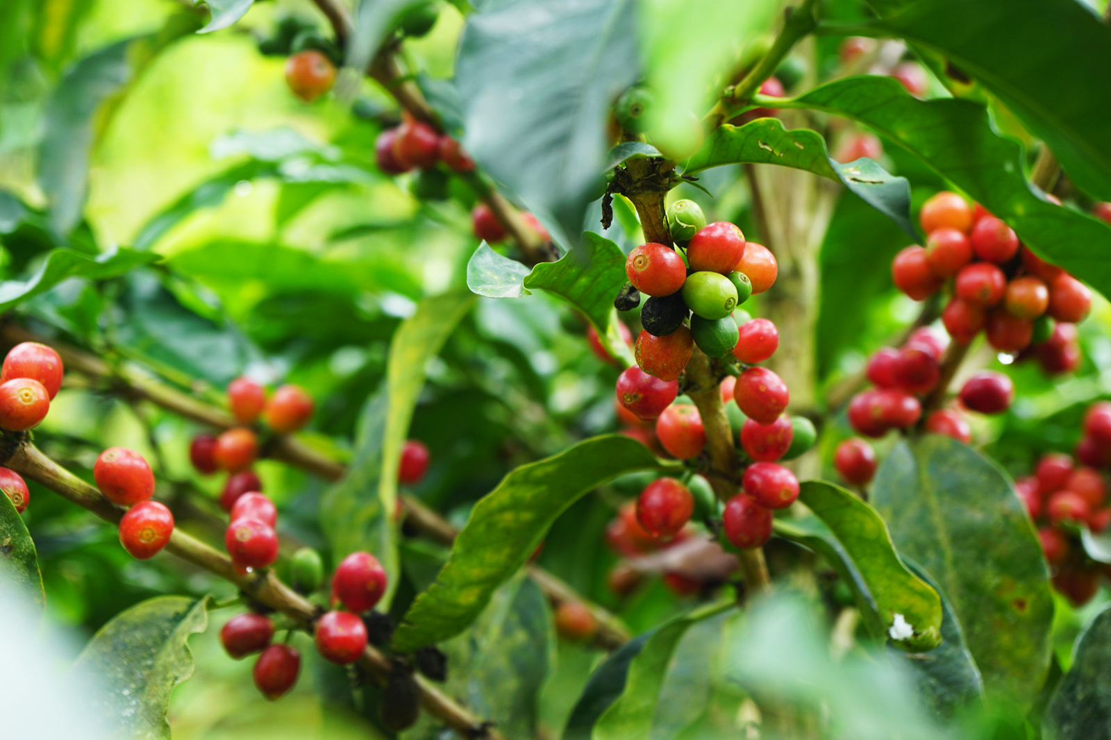 Coffee tree at Takesi farm in Bolivia
