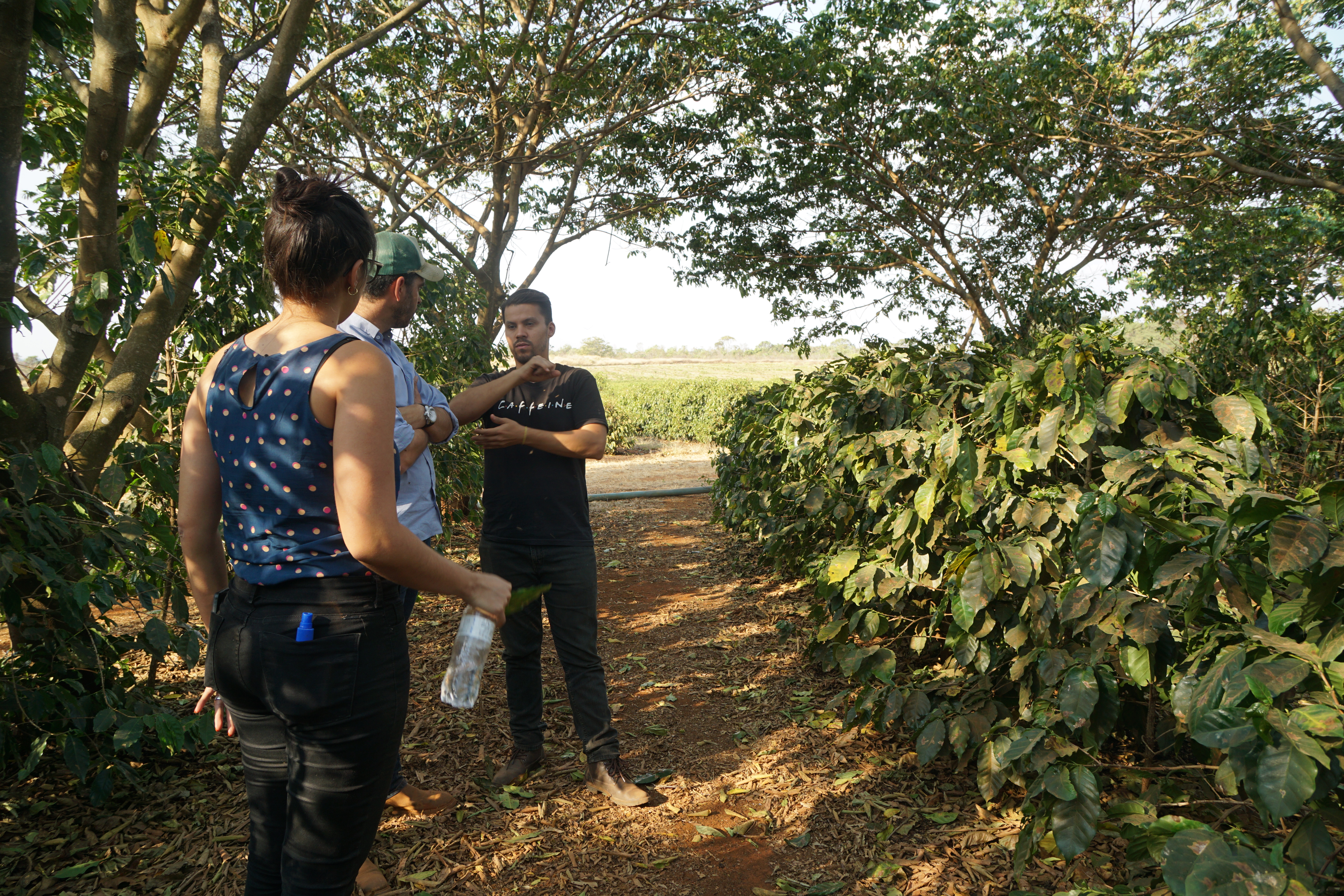 Shade trees provide - not only shade - but also biodiversity amongst others