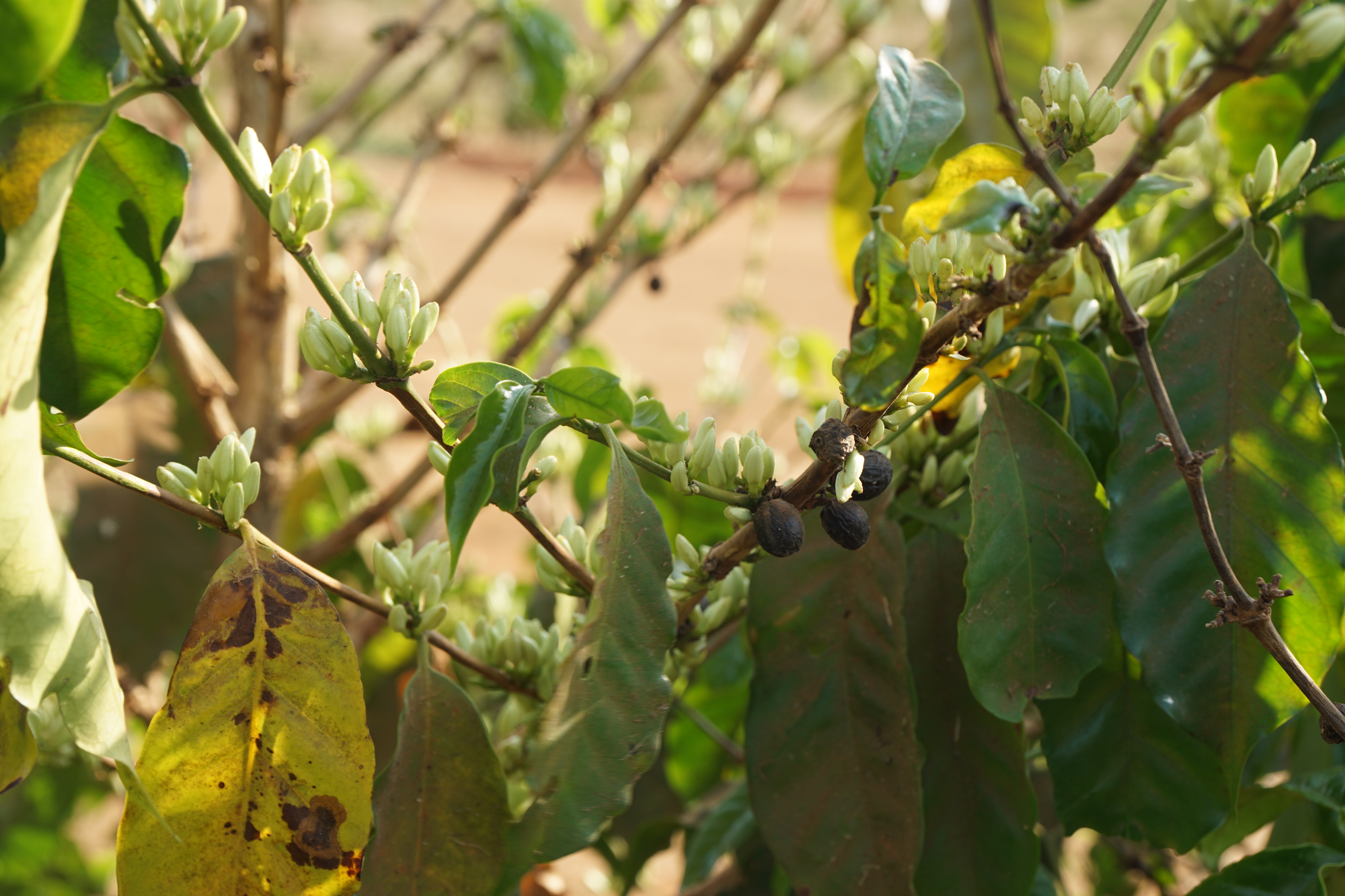 Notice the Geisha cherries dried on the tree