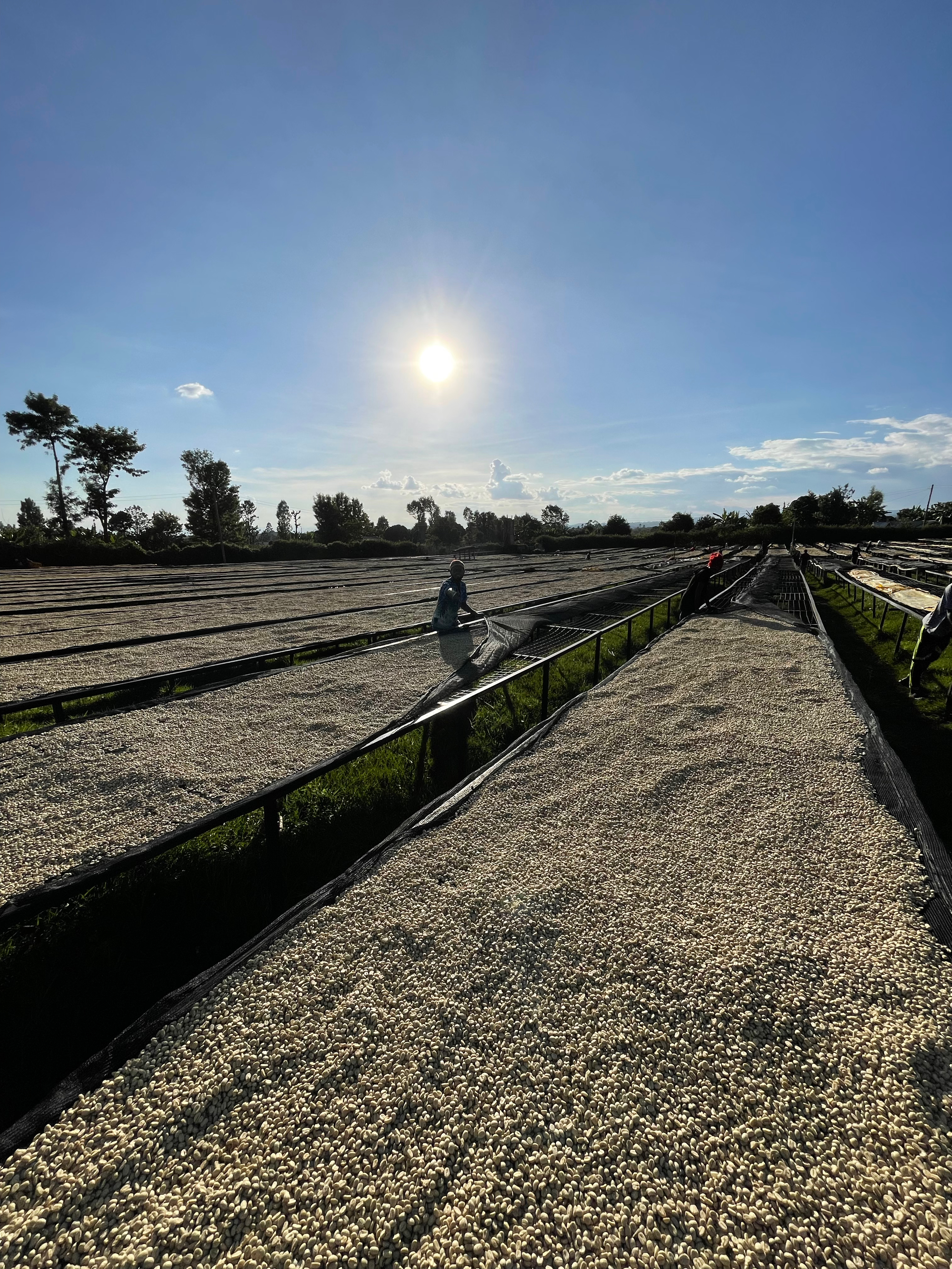 The beans are dried in the sun on raised drying tables