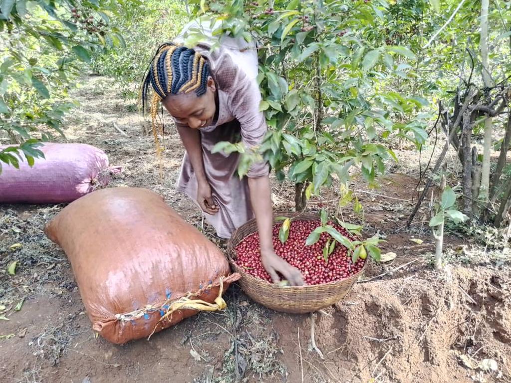 The berries are carefully picked by hand 