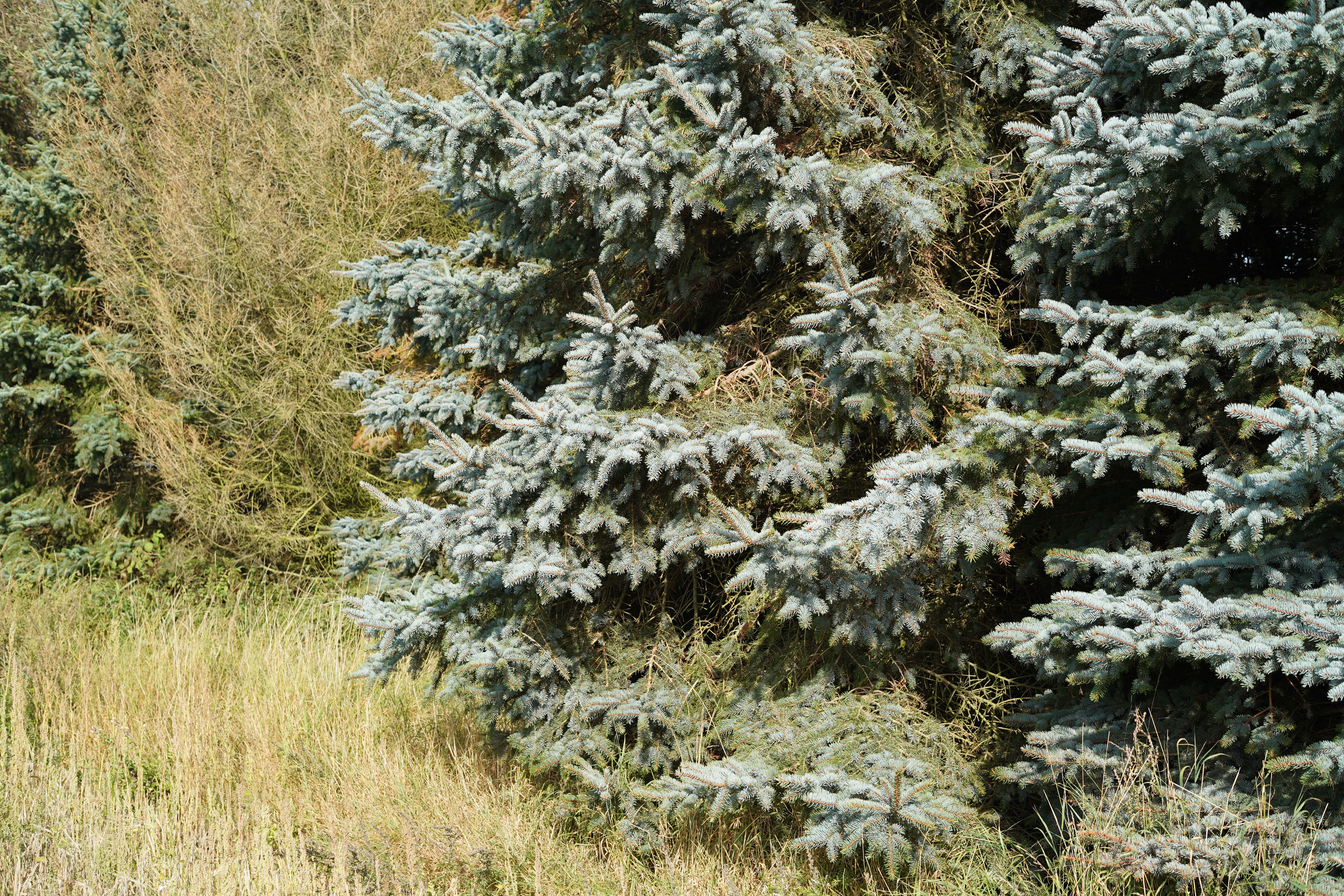 The land already has 5 Ha of wild-growing bush 