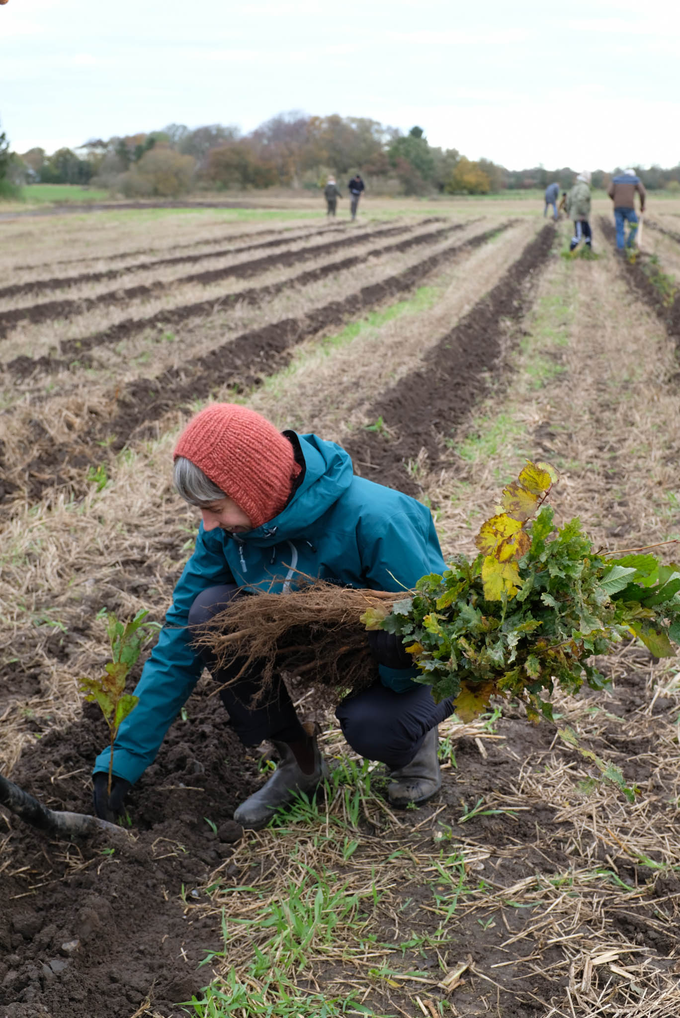 Planting trees