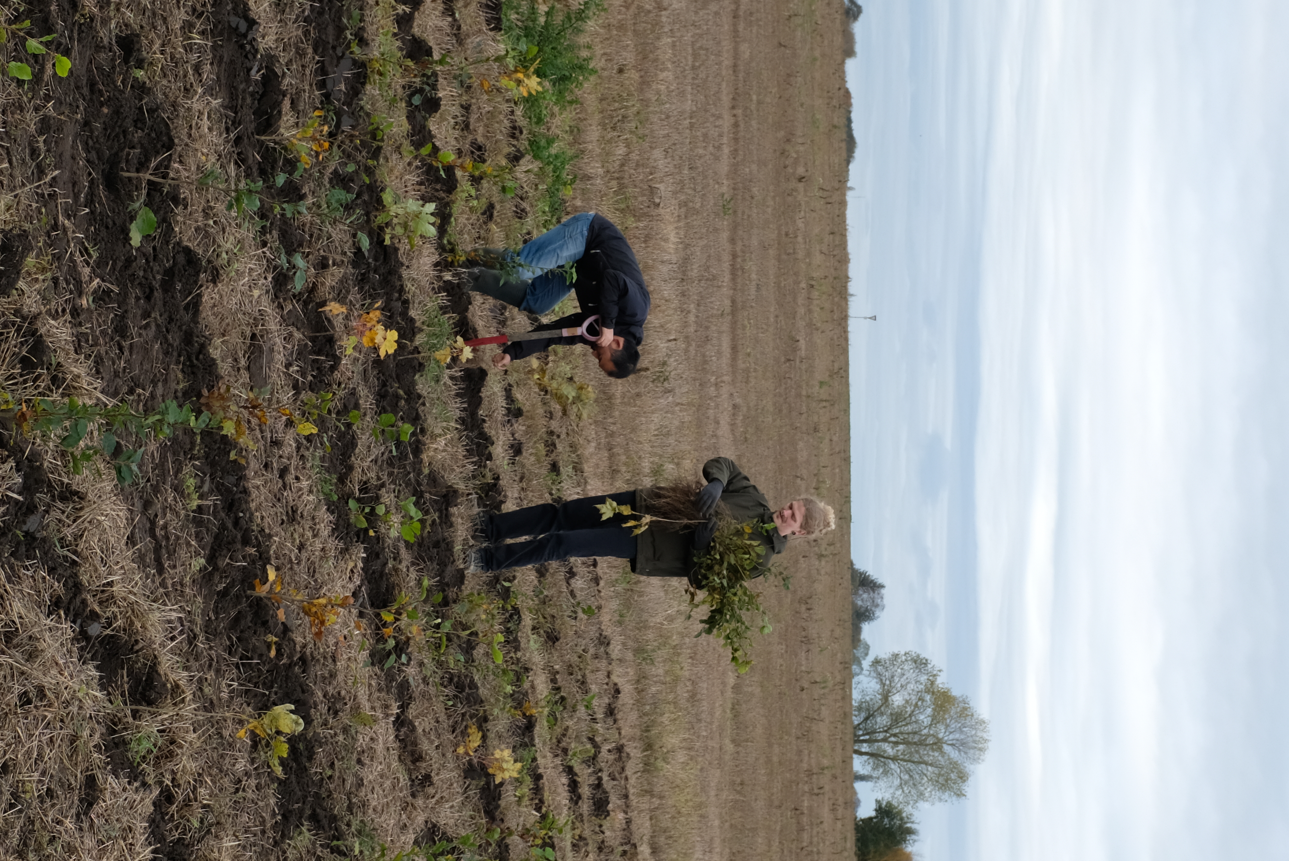 Planting trees