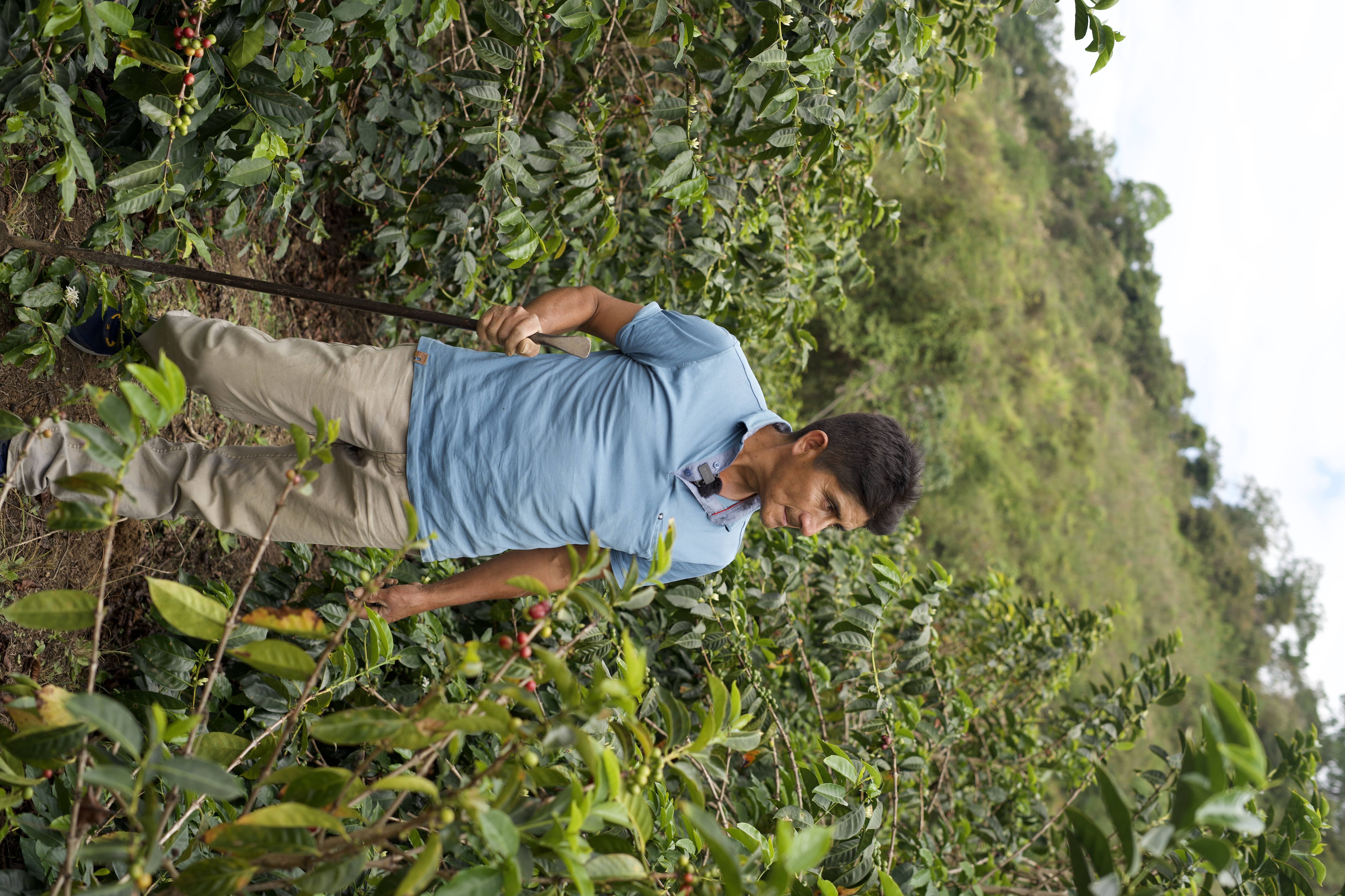 Efrain showing us his coffee trees 
