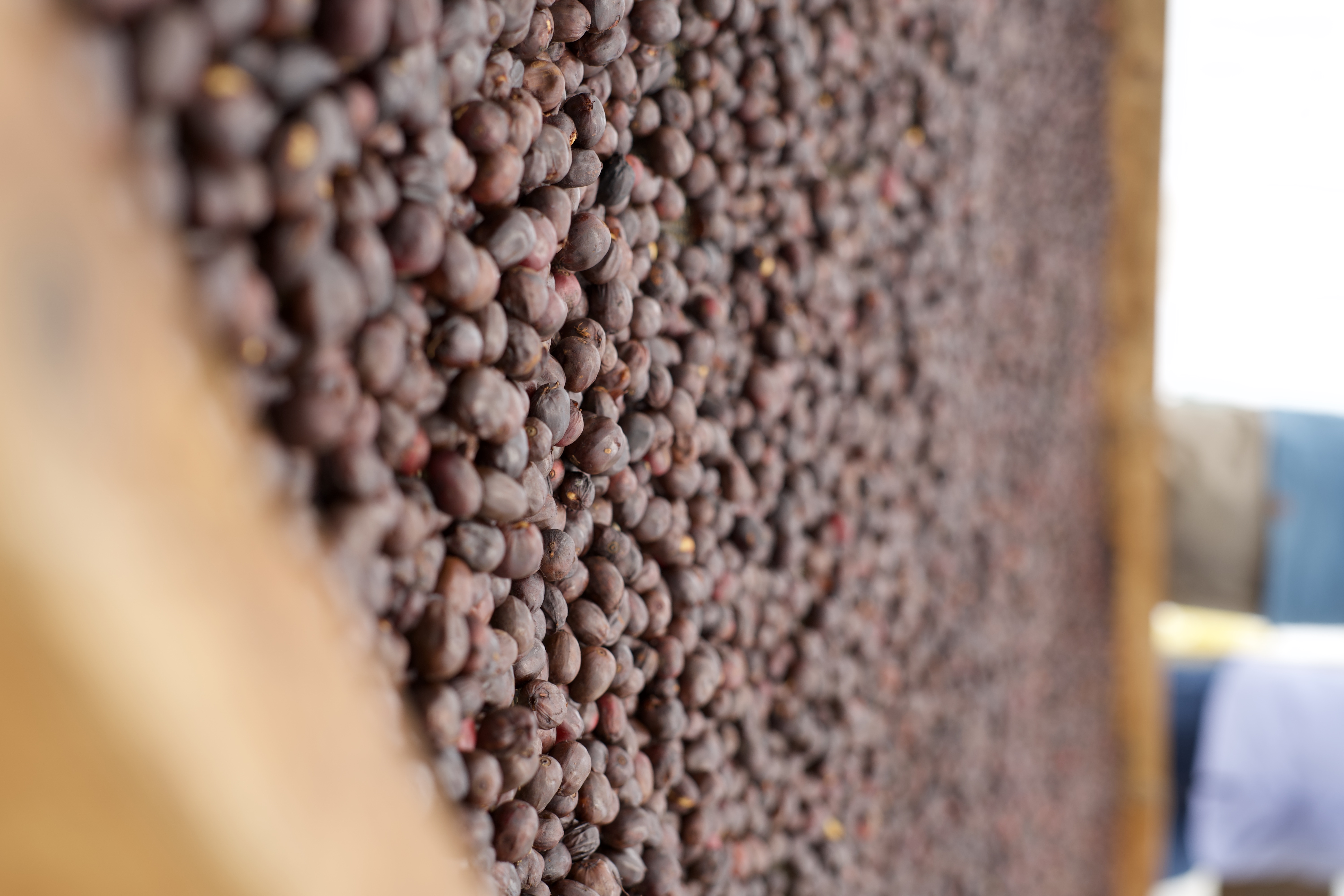 The coffee is a very clean natural 
