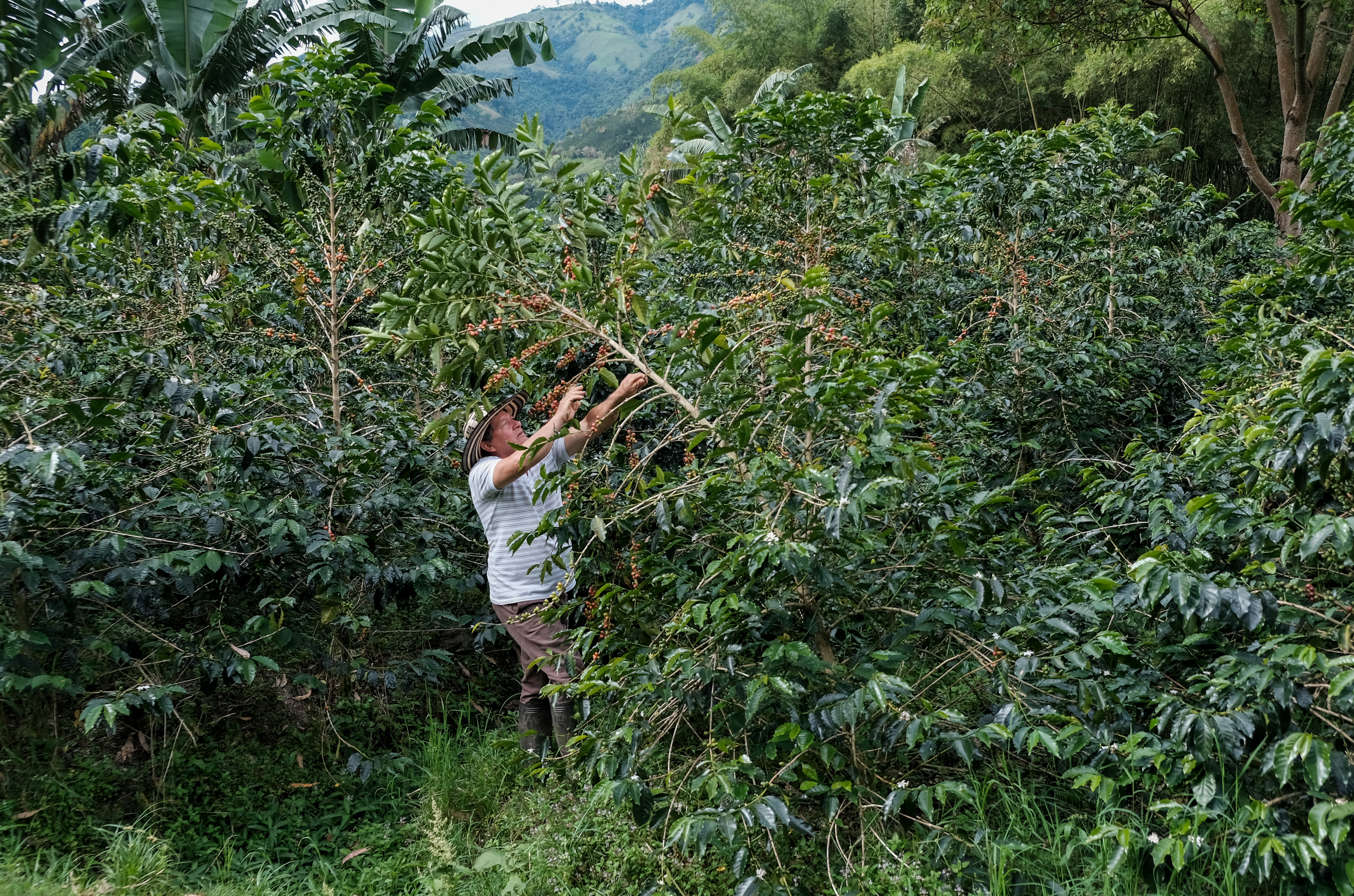 Don Jaime inspecting the coffee cherries