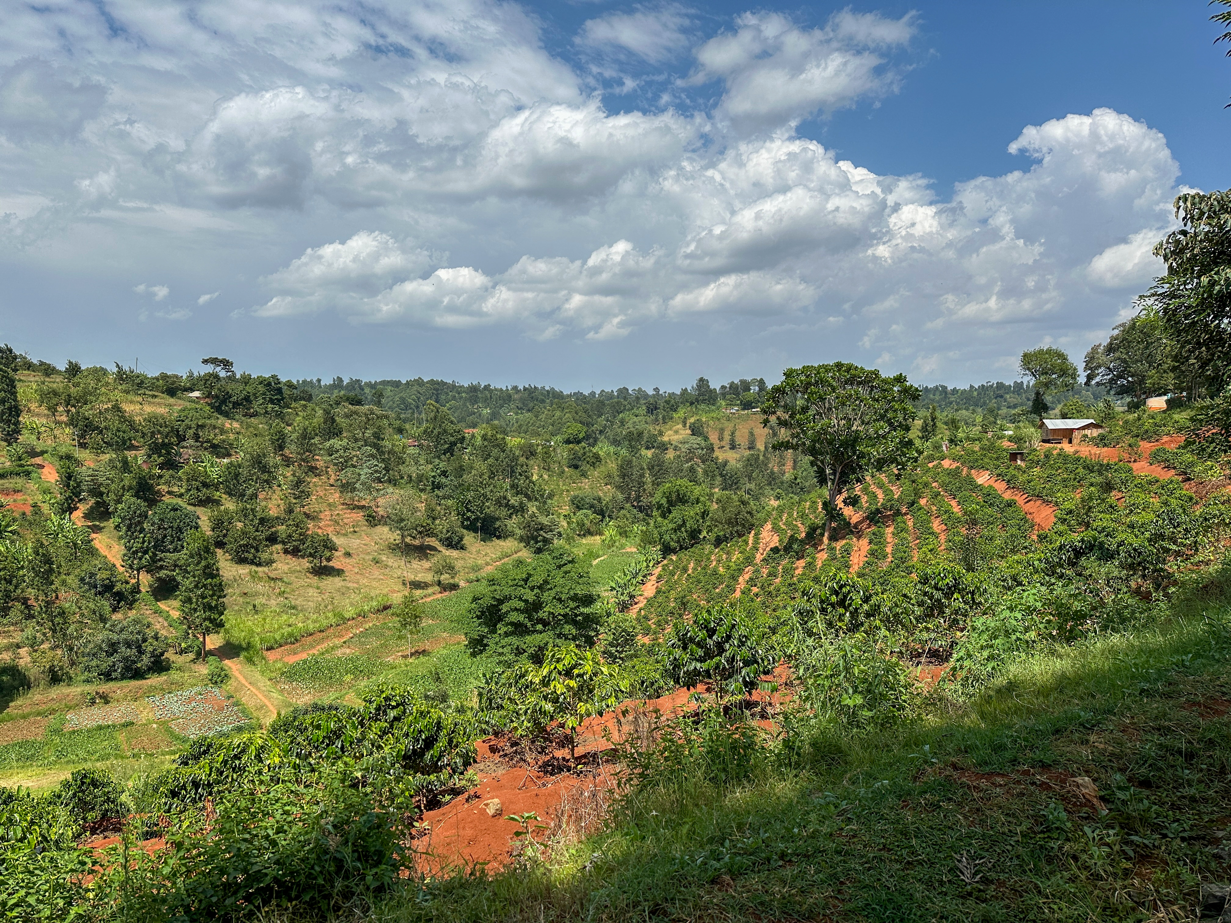 The view from the Kenyan cooperative, Kieni