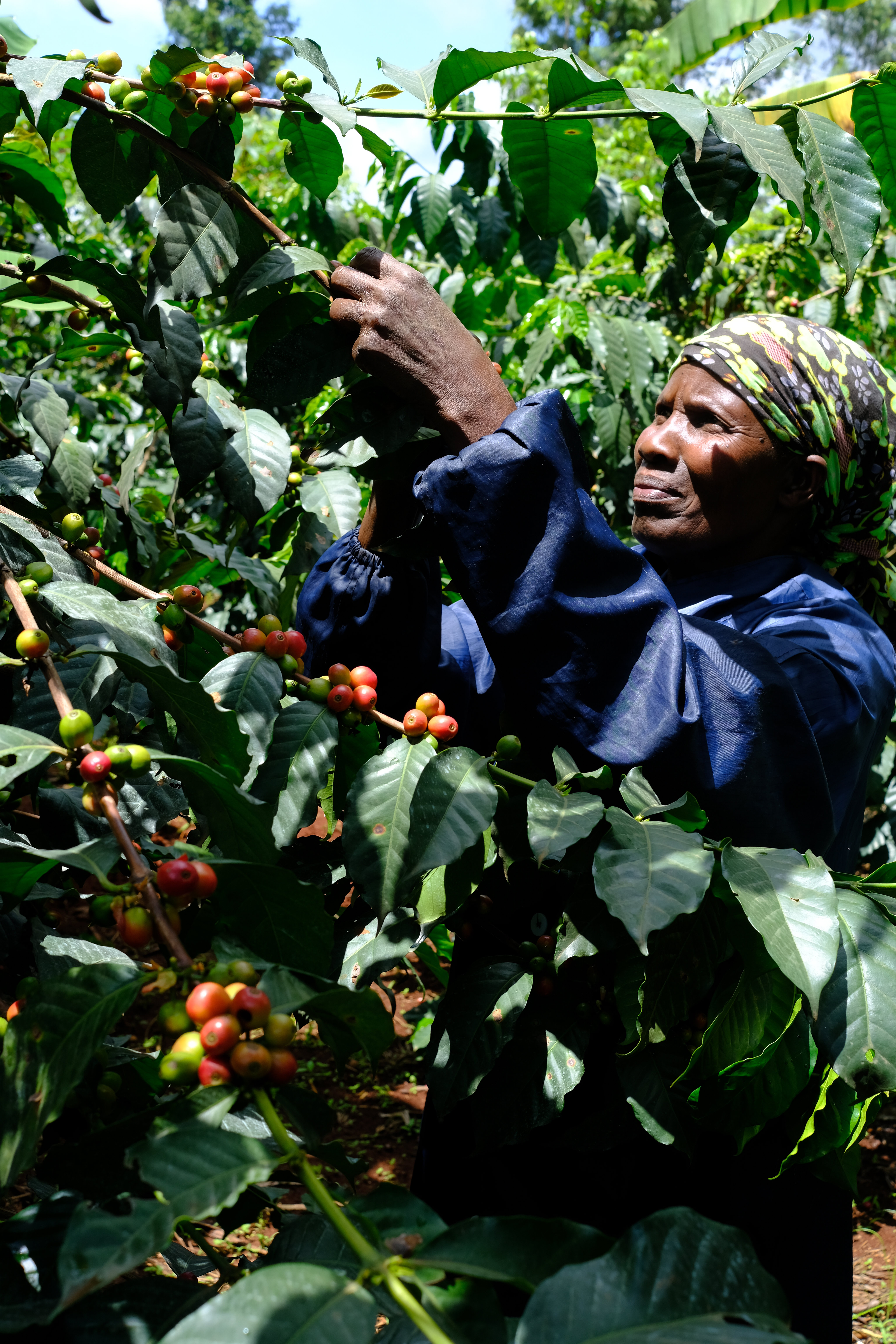A partnership that shapes our Kenyan selection 
