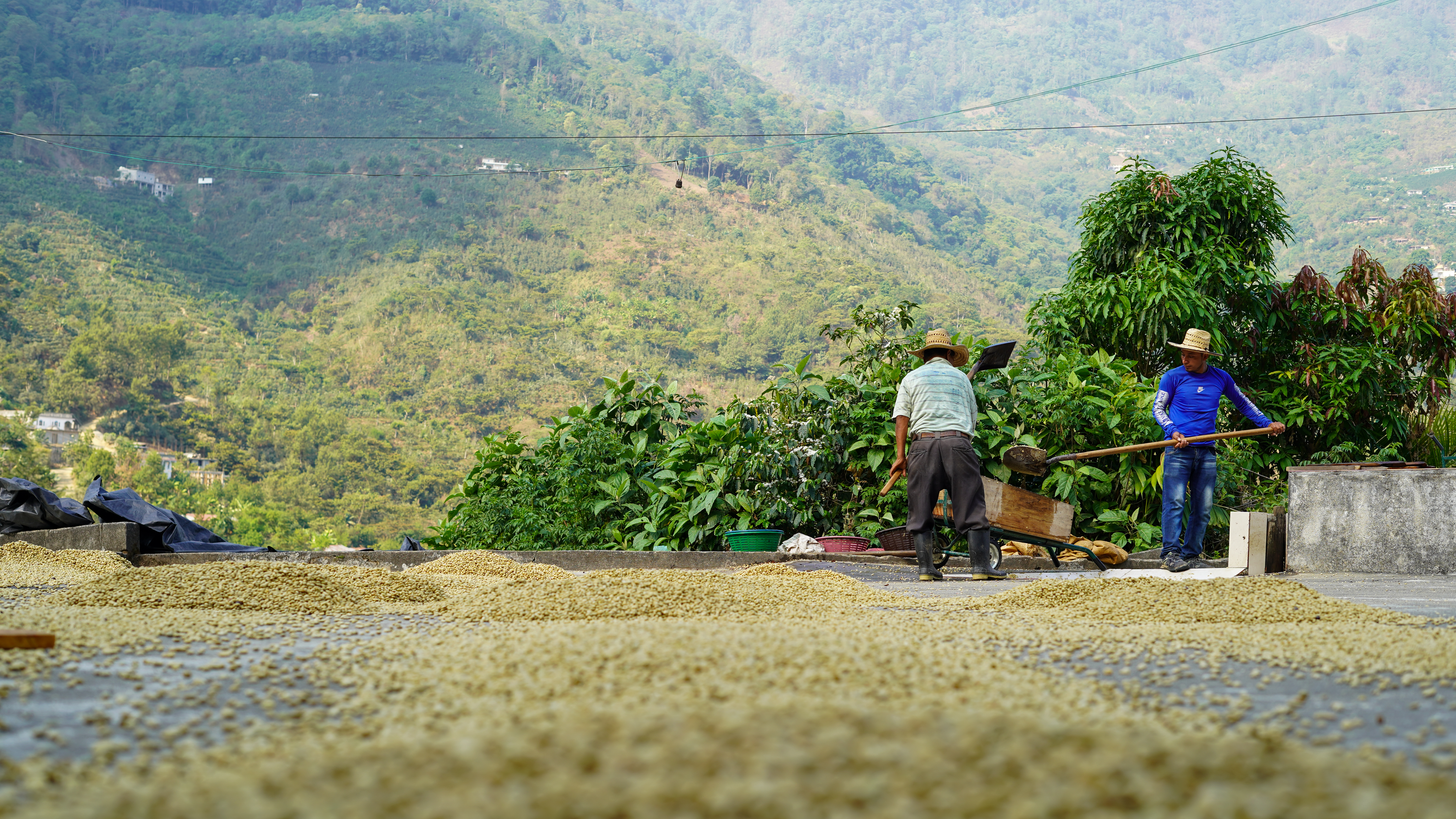 The washed beans are turned while drying on the big patios on the farm