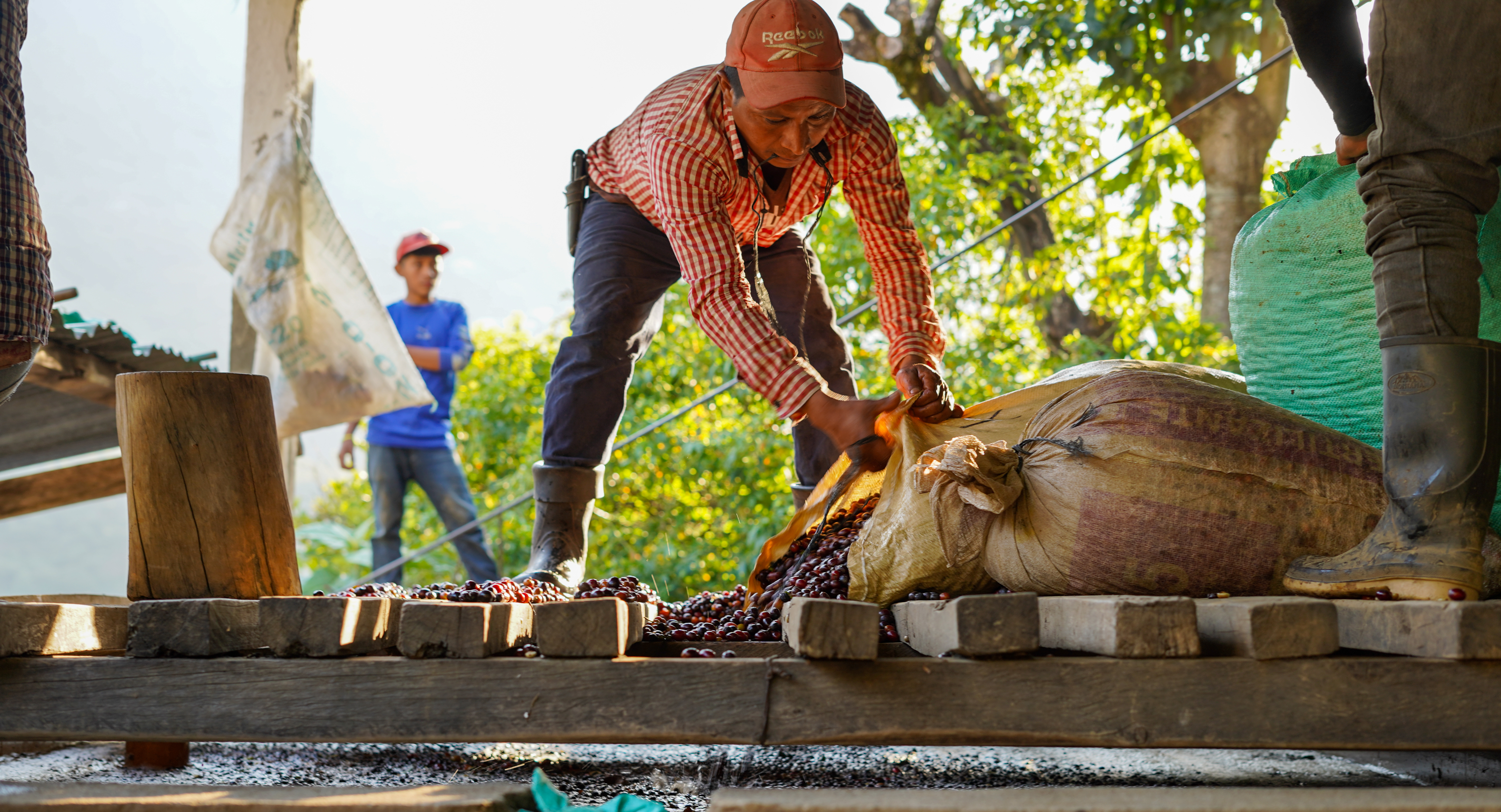 Fresh berries are put into reception tanks, where un-ripe berries will float to the top