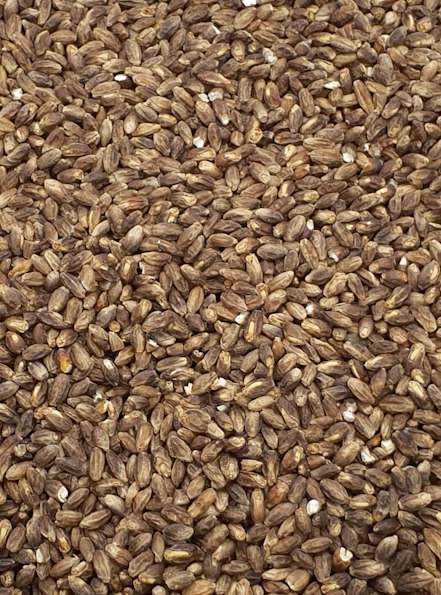 Malted Golden Rye Dry Grown Rye Malt Whisky, Harvest 2019 | Archie Rose Distilling Co.