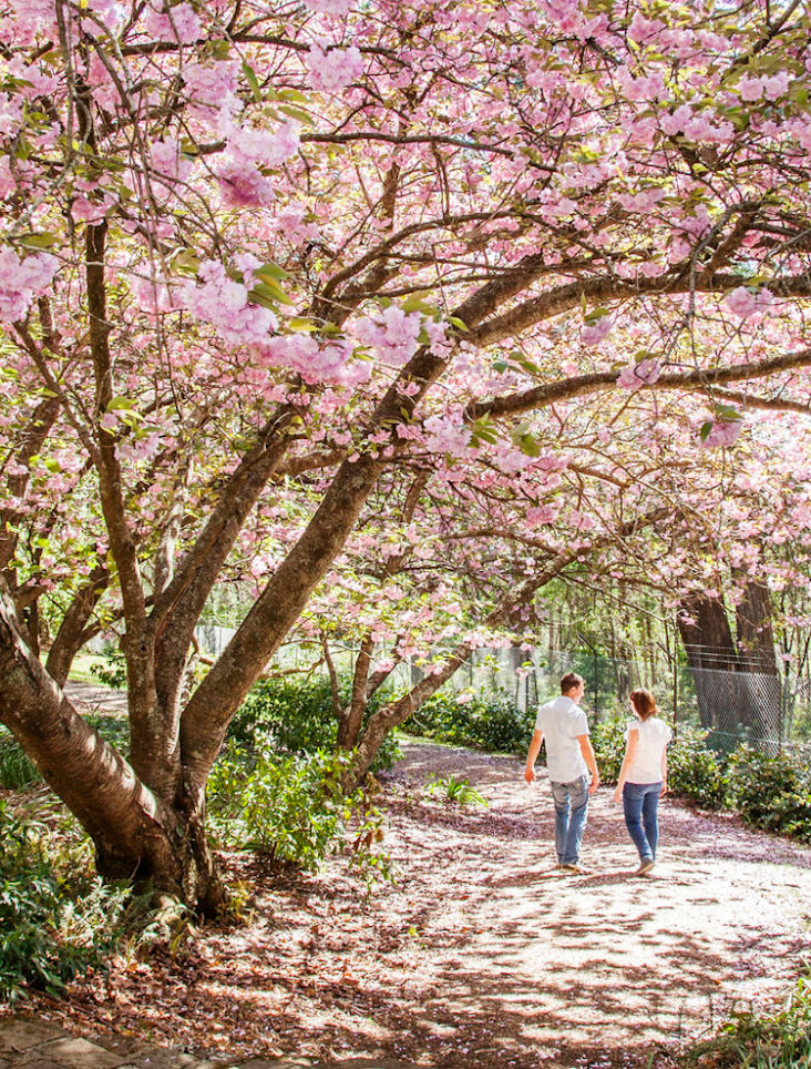 Introducing our Cultural Partnership with the Royal Botanic Gardens