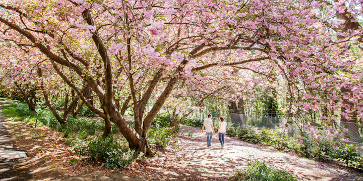 Introducing our Cultural Partnership with the Royal Botanic Gardens