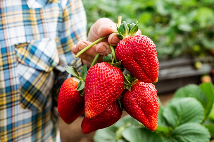 A Gelato Chef and a Distiller Walk Into a Bar 