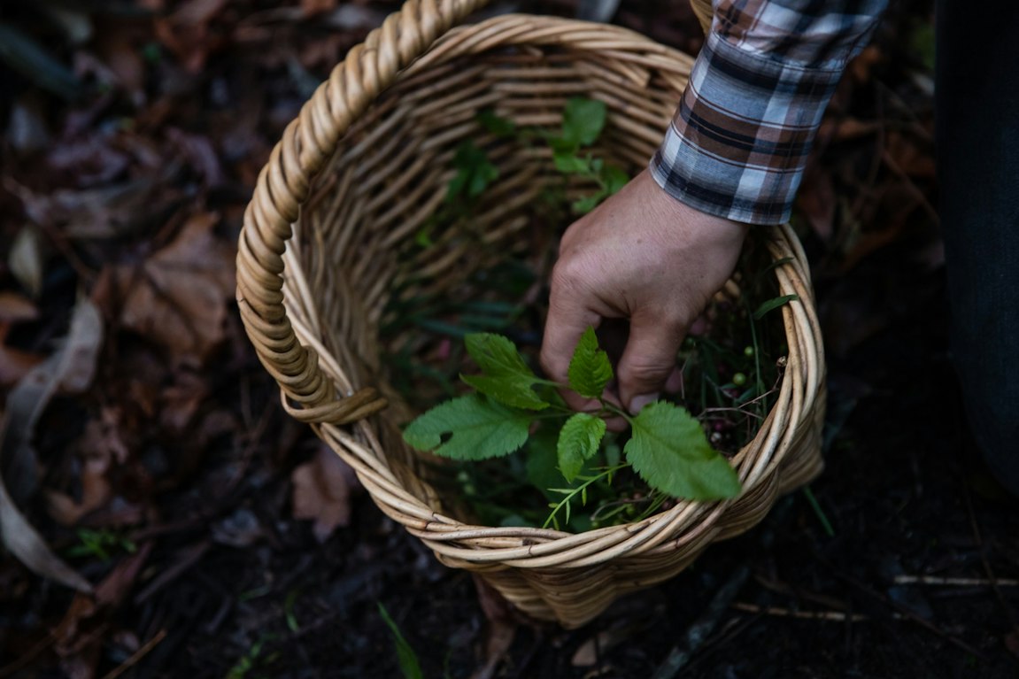 When a Distiller Meets a Professional Forager, Anything Can Happen