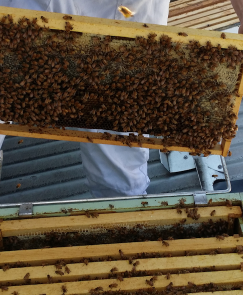 Eight Beehives, 640,000 Bees And One Fine Bottle Of Raw Honey Gin
