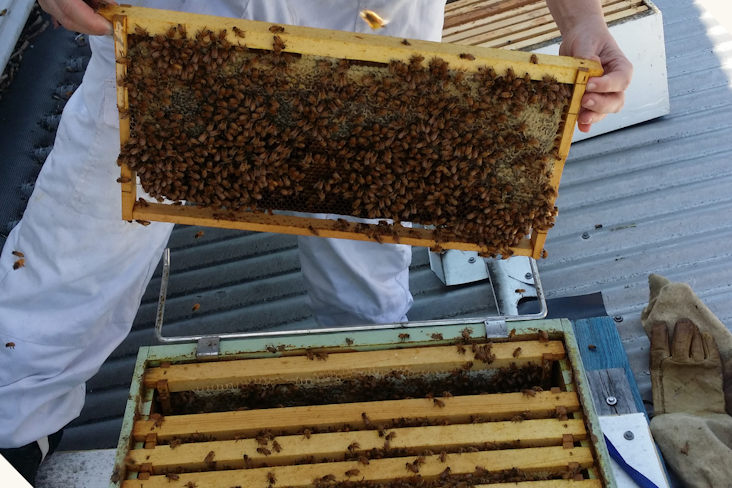 Eight Beehives, 640,000 Bees And One Fine Bottle Of Raw Honey Gin