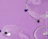 Thumbnail for Maison Balzac Pomponette Coupes