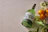 Thumbnail for September Gin