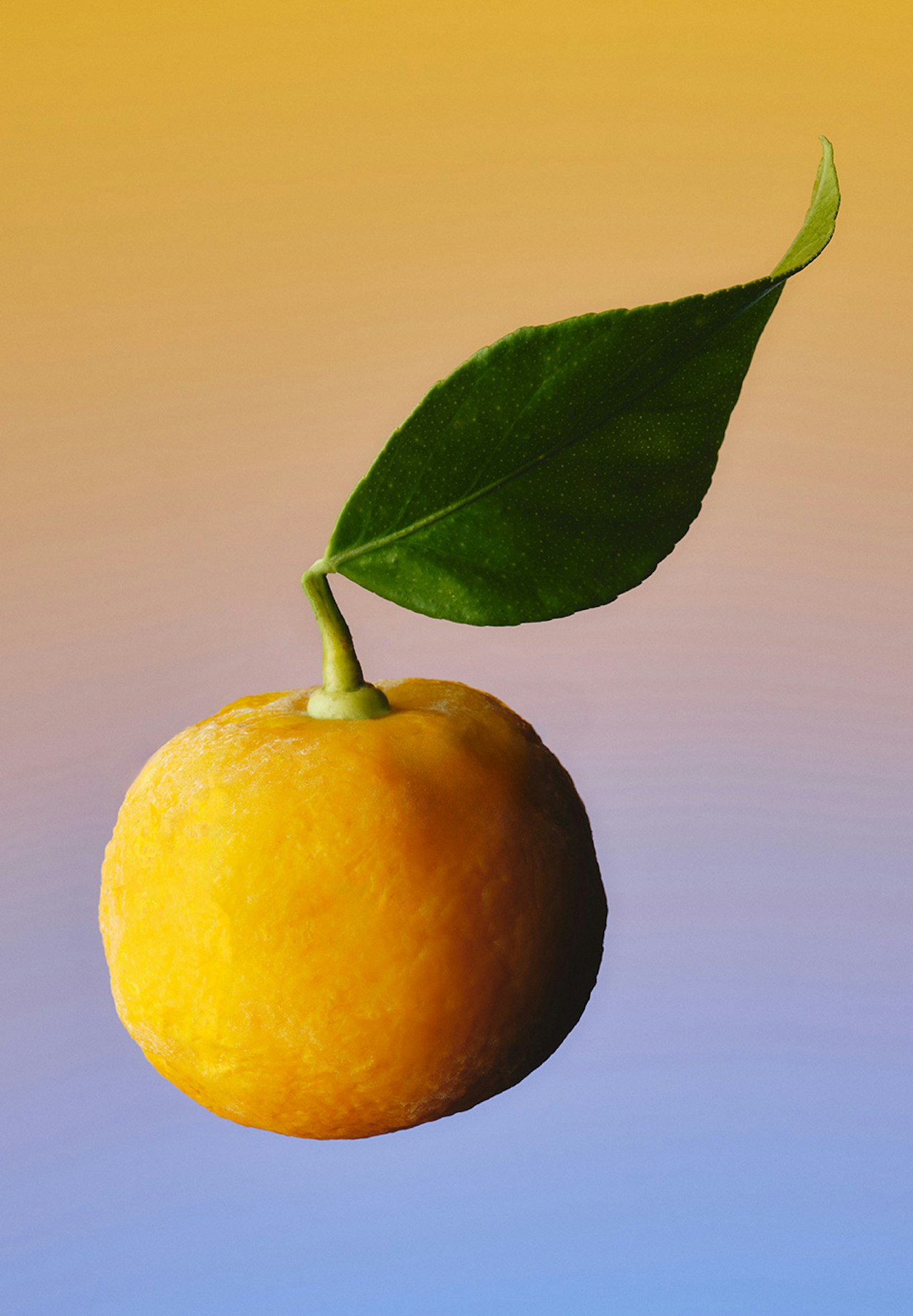 Mountain Yuzu Harvest Gin