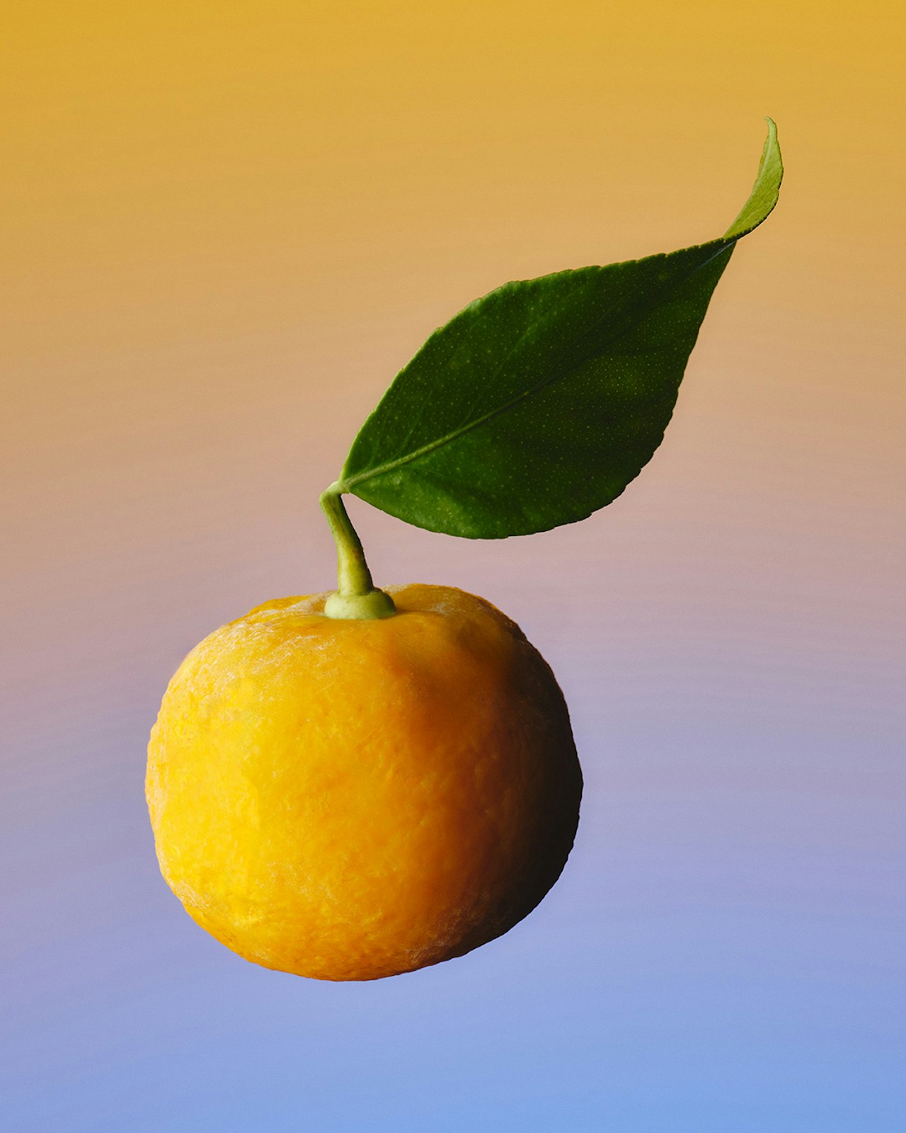 Mountain Yuzu Harvest Gin