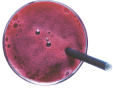 up-beet