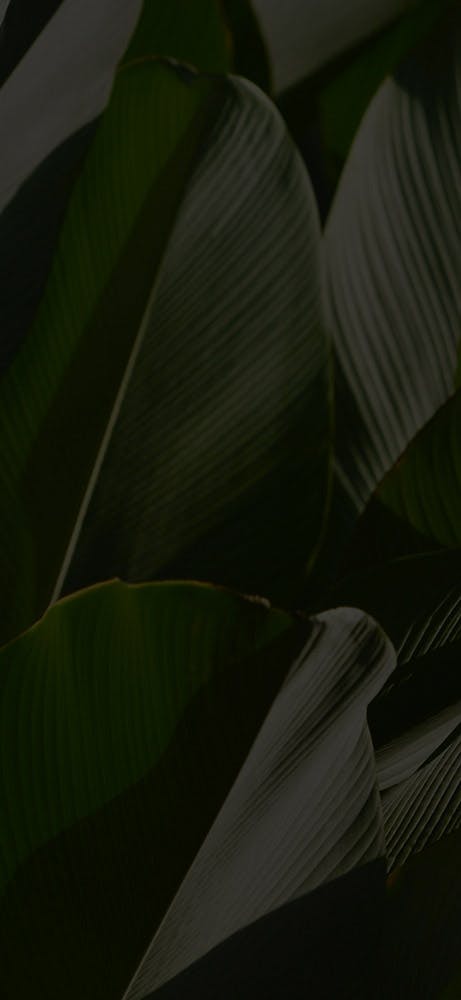 Dark plant background