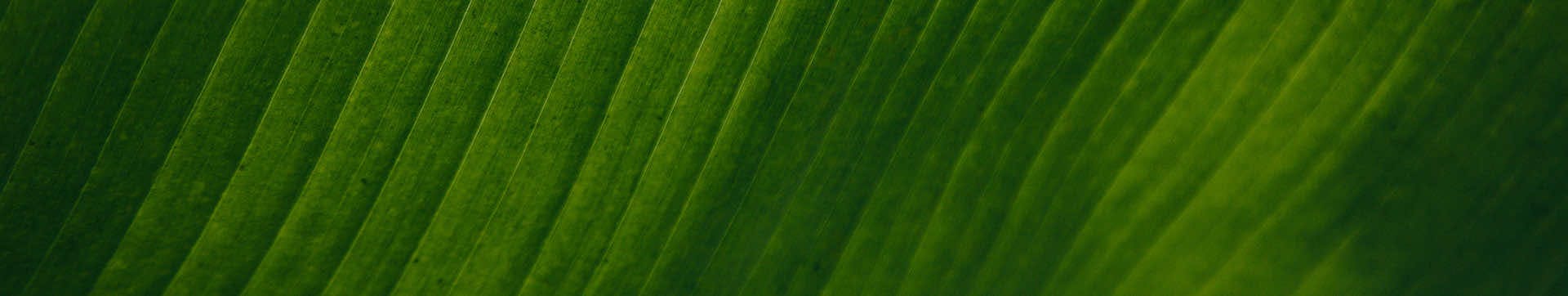 Close-up of a leaf, background image