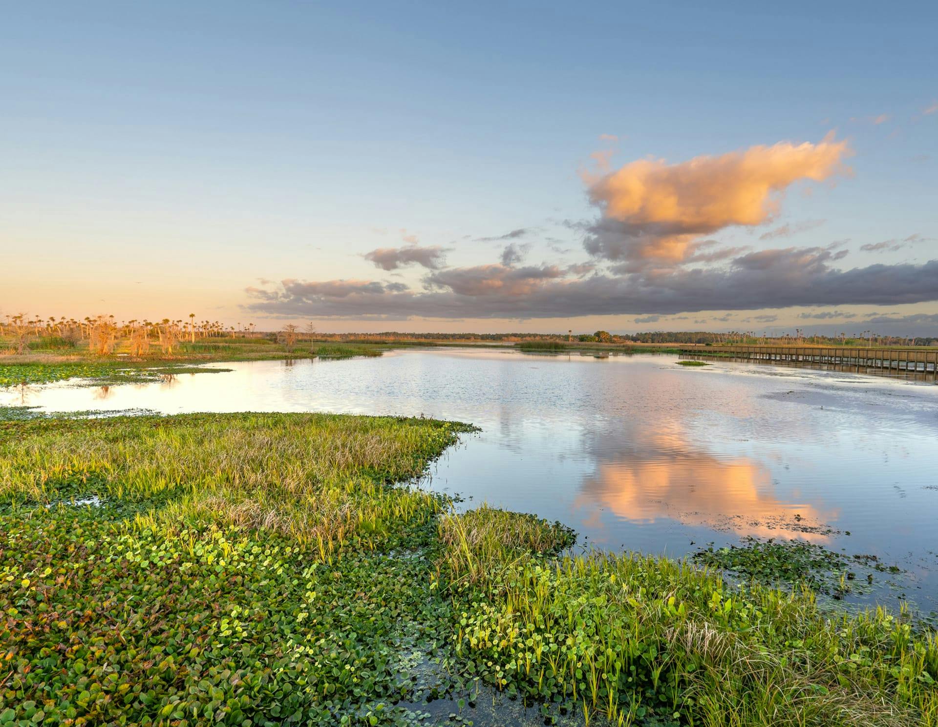 Spring Hill wetlands