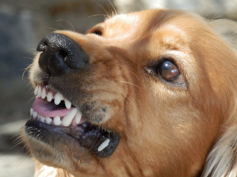 Dog showing it's teeth.