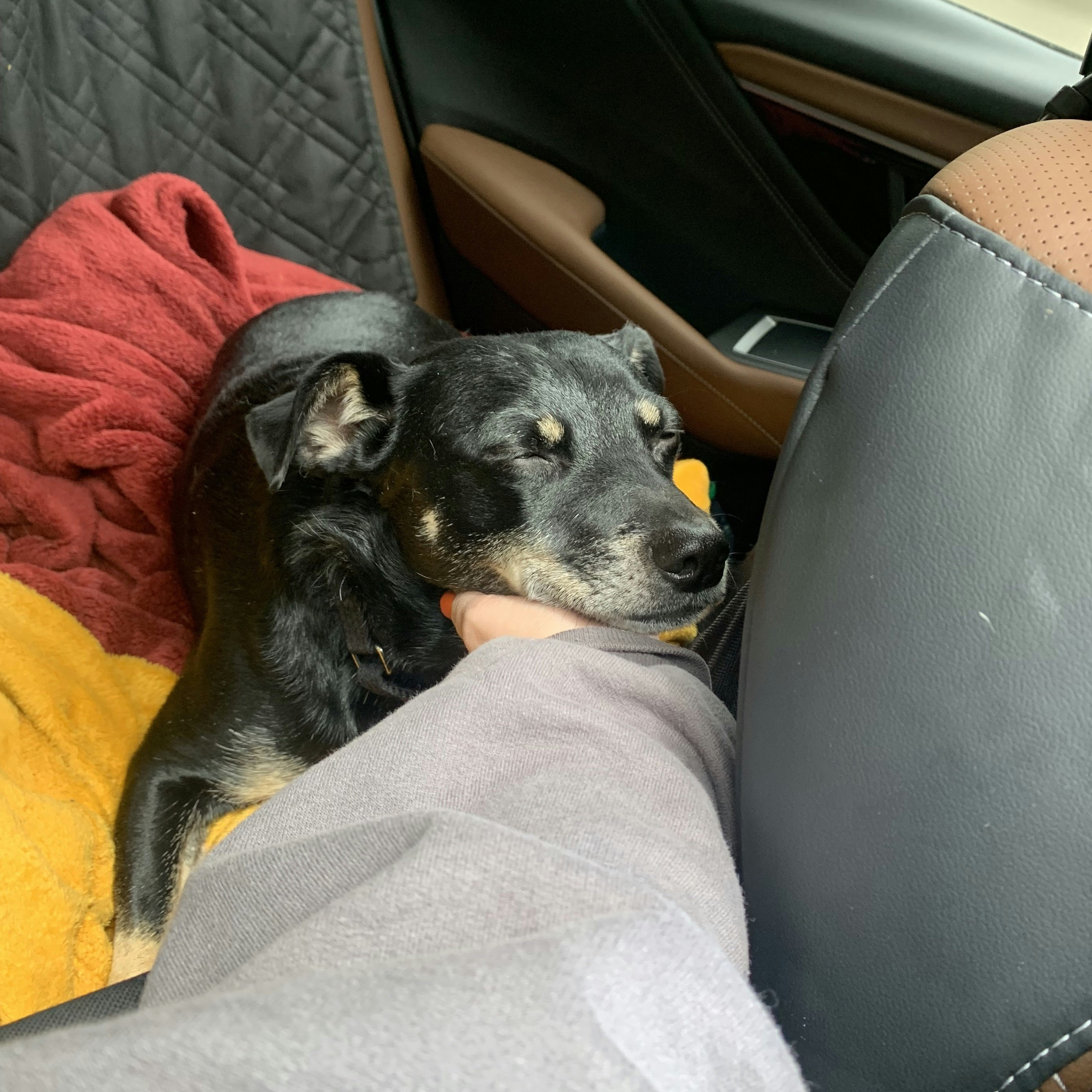 A dog with his eyes closed and his head in a hand. 