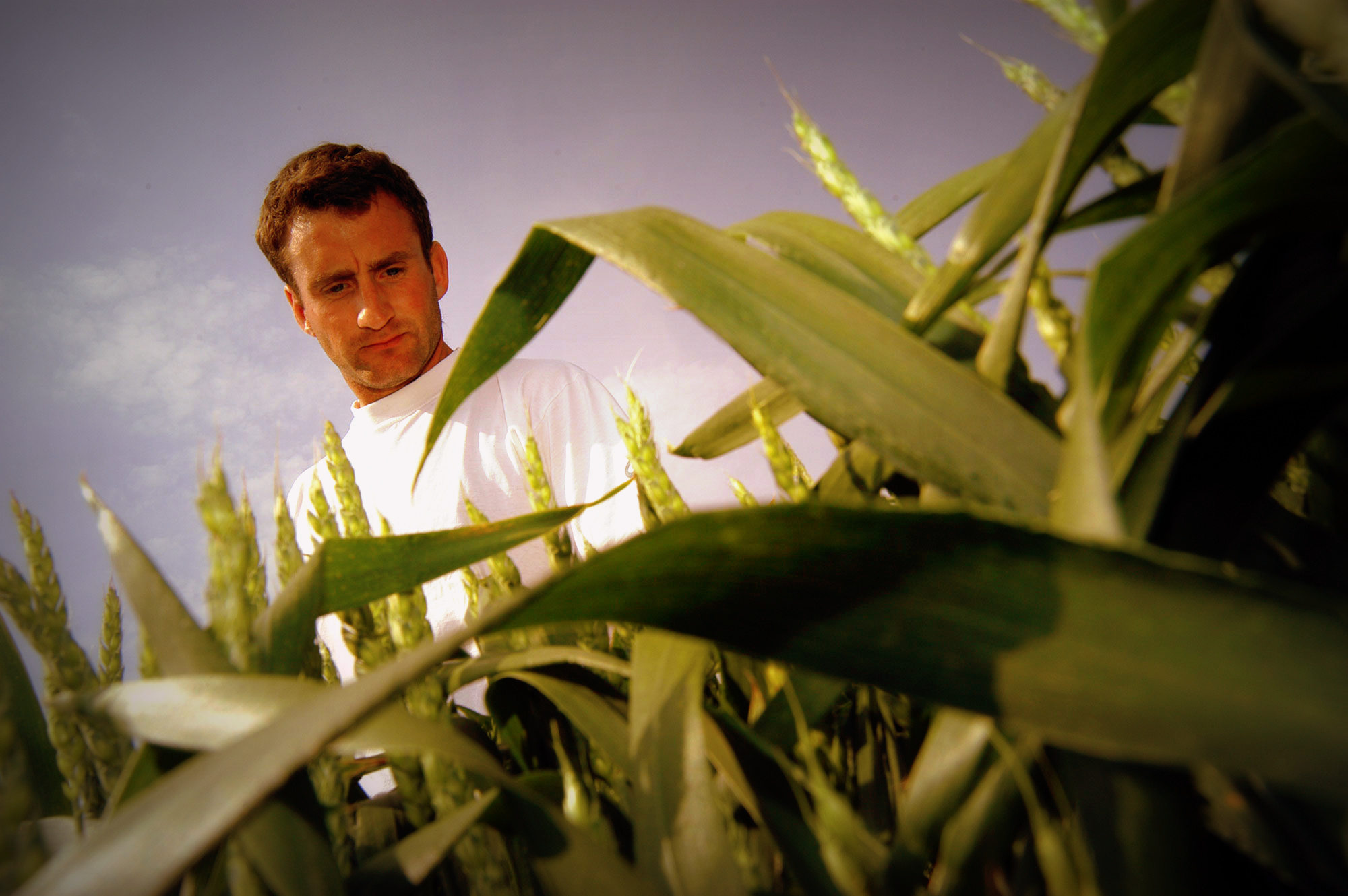 leaf, plant, adult, male, man, person